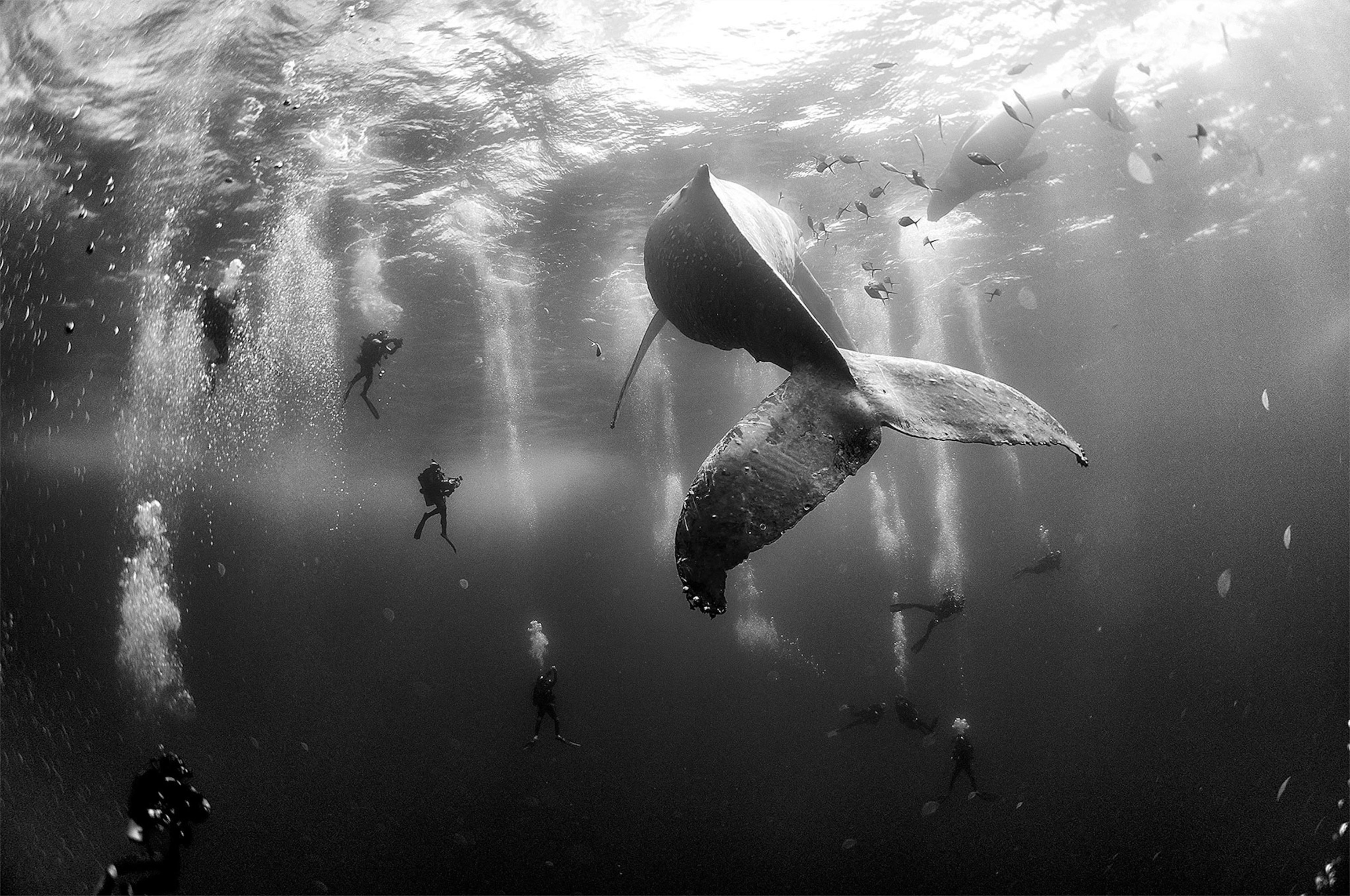 scuba divers near a whale