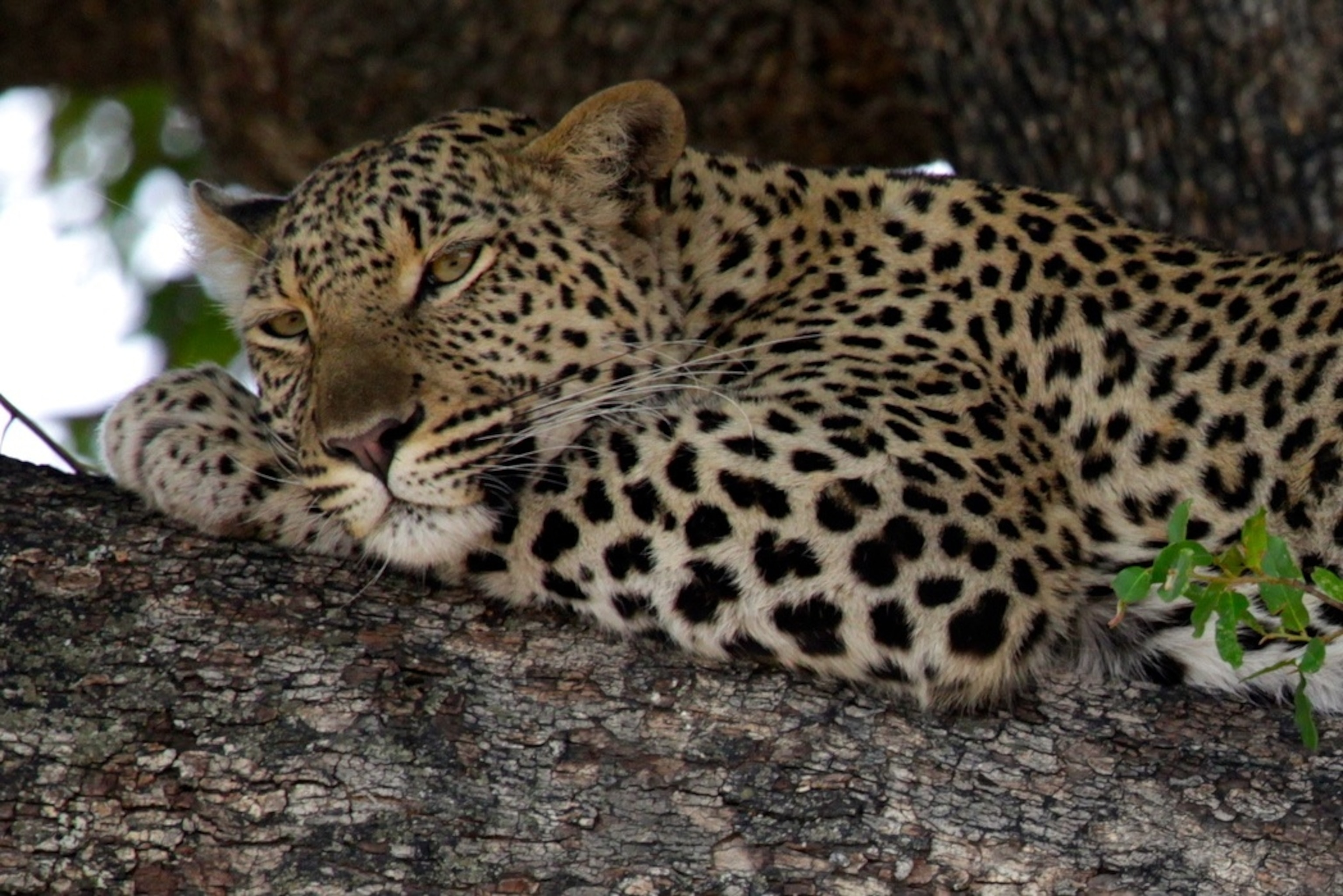 A female leopard dozes on a tree branch at Selinda Game Reserve in northern Botswana (Photo by Andrew Evans, National Geographic)