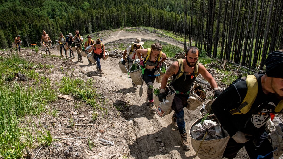 Meet the People Planting Trees After Canada's Lumber Harvest