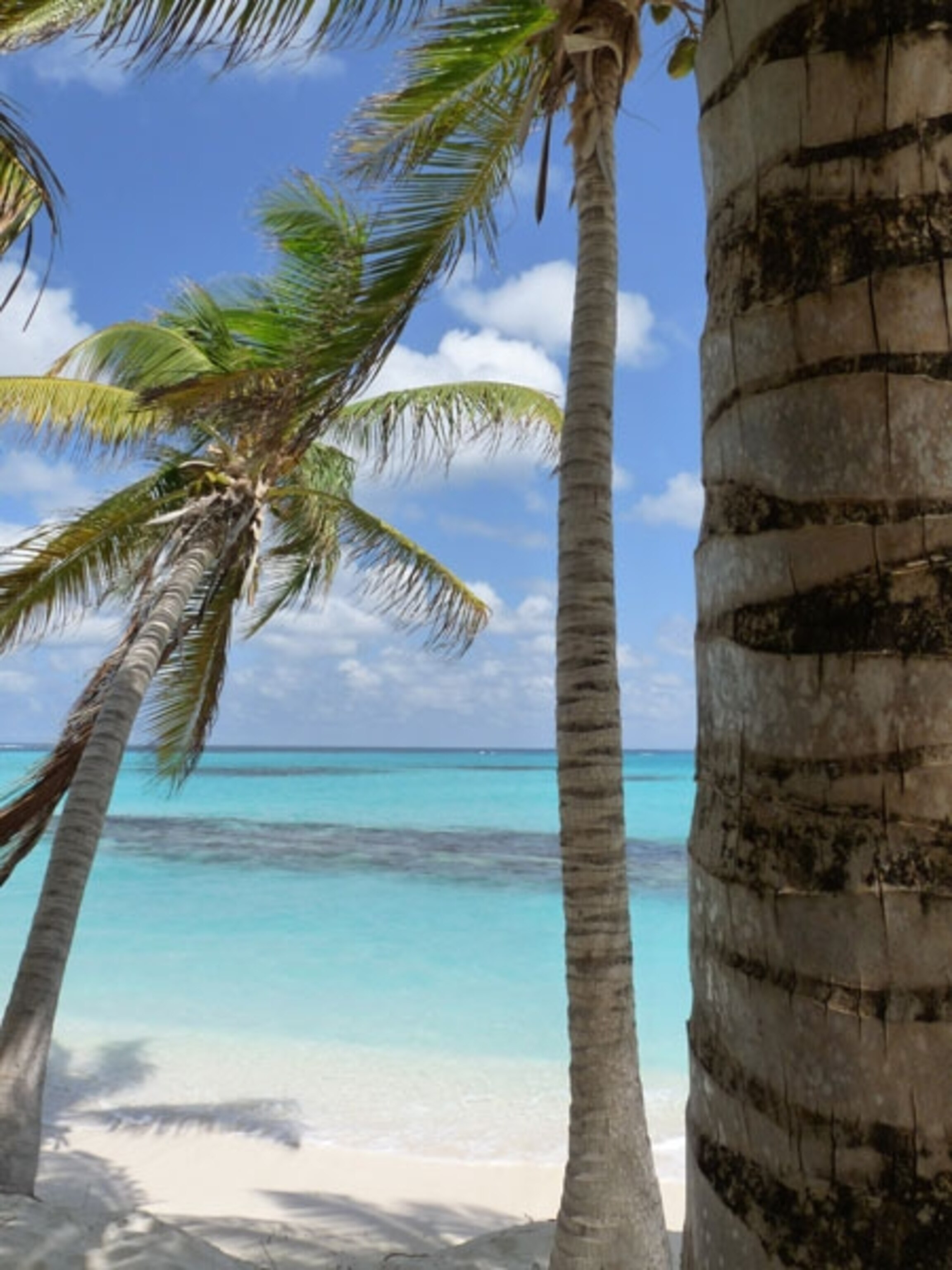 View of palm trees and ocean from Shoal Bay Anguilla in the Caribbean