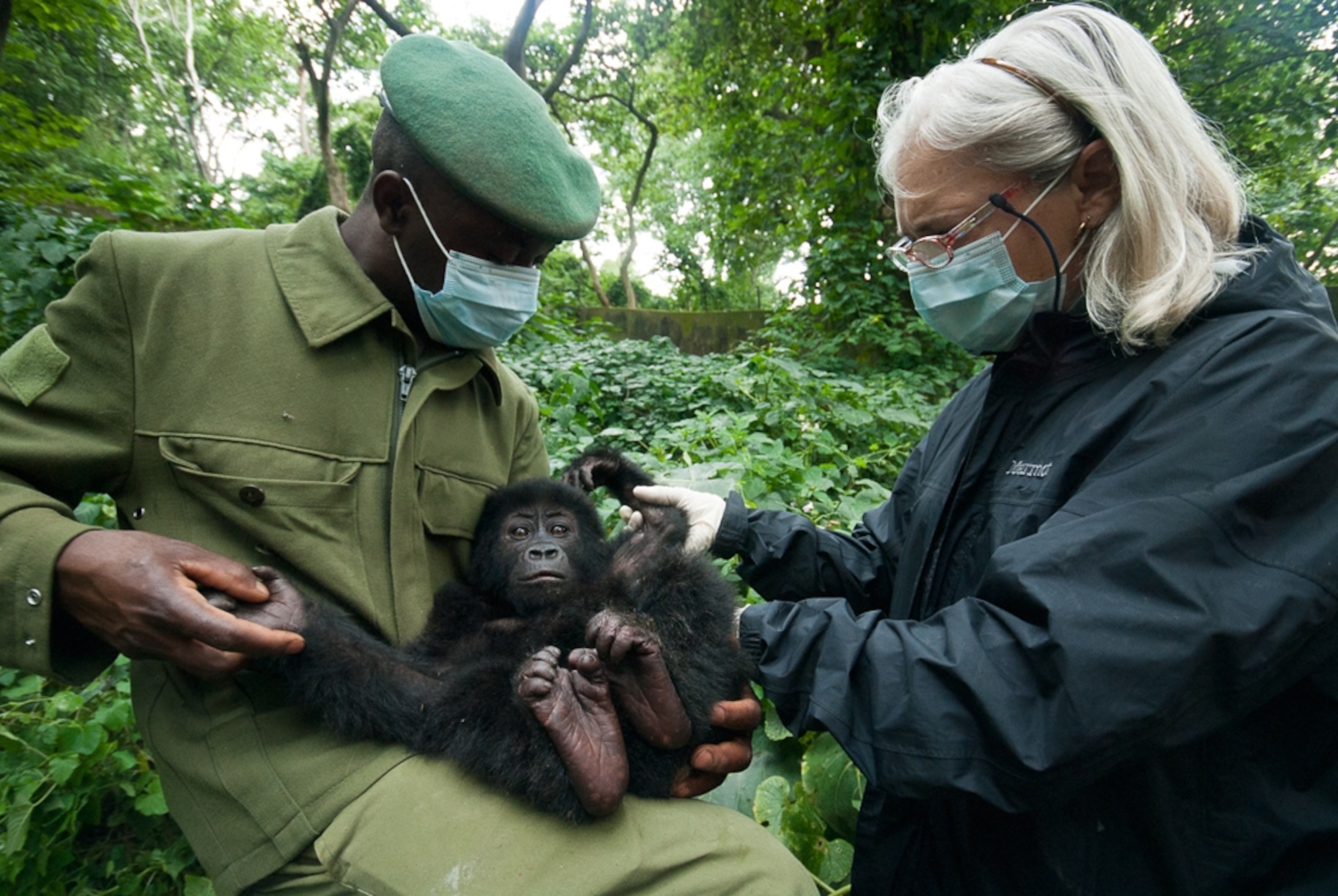 Baby gorilla picture: Shamavu with veterinarian and the ranger who rescued him from poachers near Virunga National Park, Congo