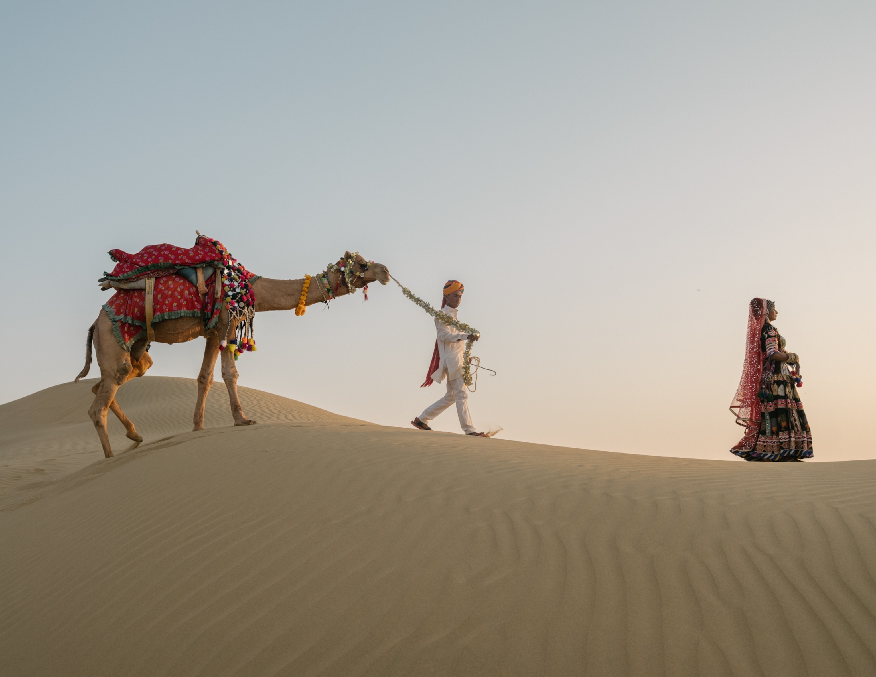 Camels are disappearing in India, threatening a centuries-old nomadic ...