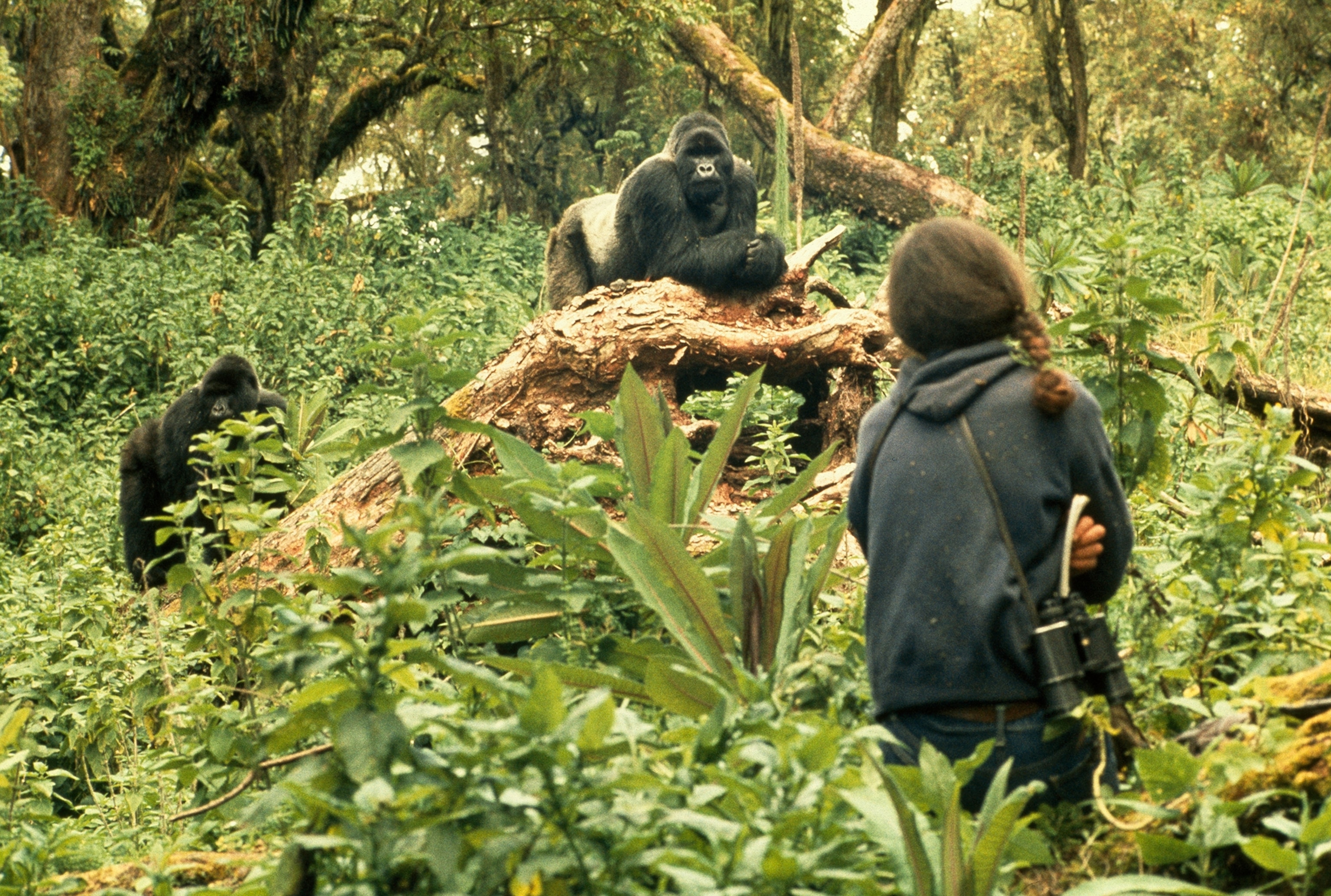 Dian Fossey takes a non-theatening stance when in contact with Rafiki.