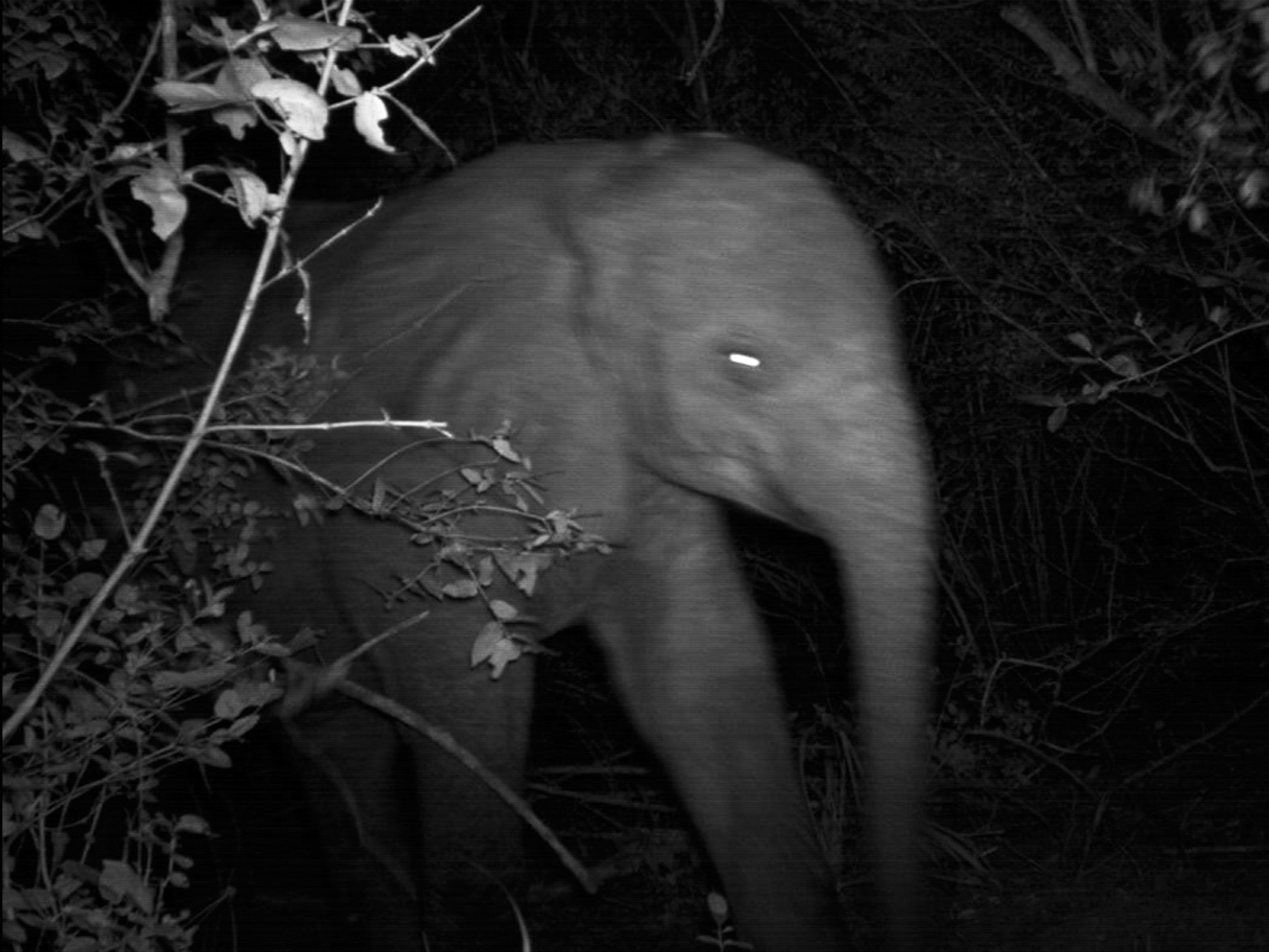 an elephant caught in a camera trap in Kenya