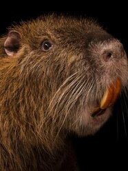 Nutria Rat