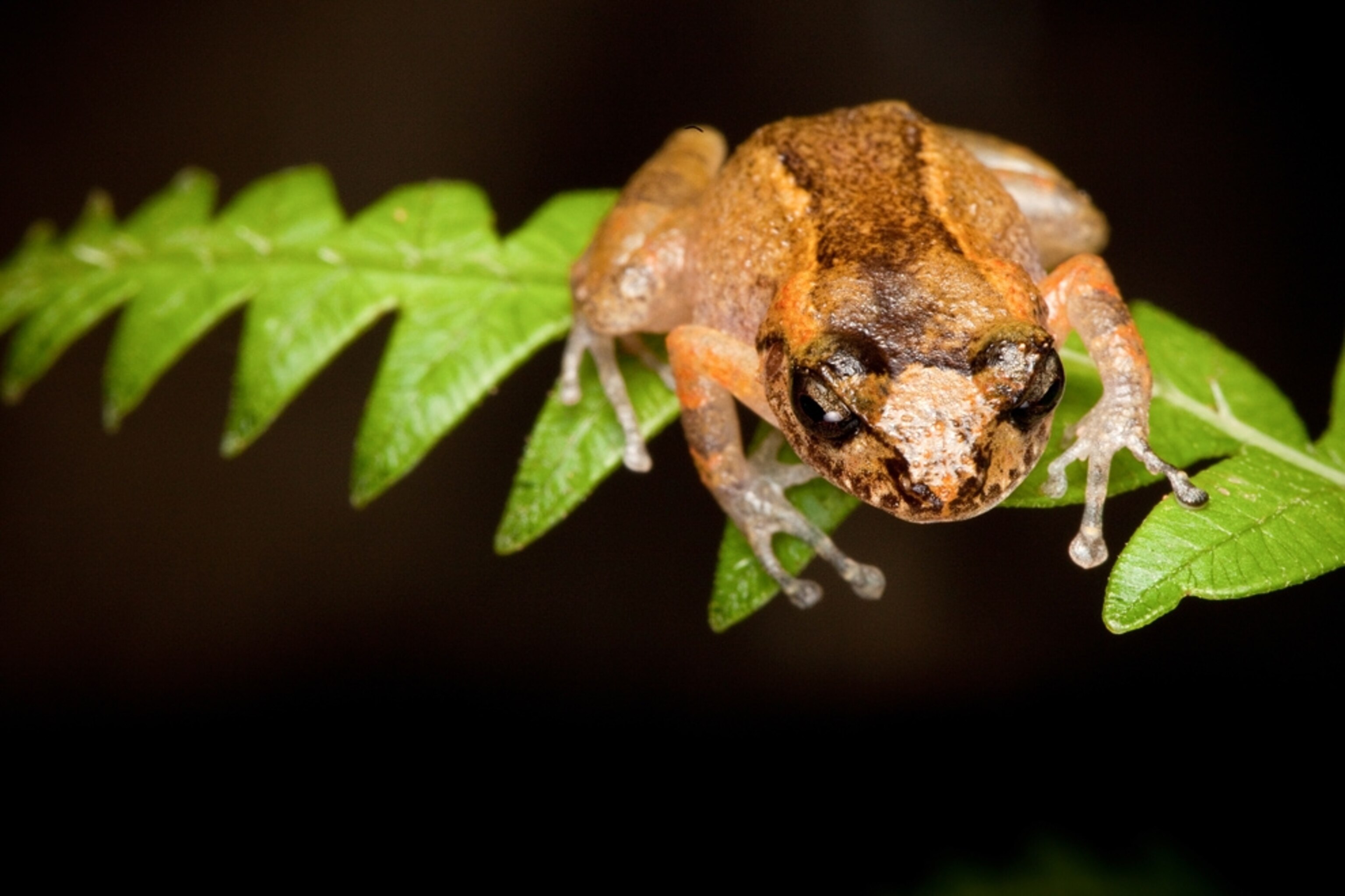 A small frog sits atop a green leaf