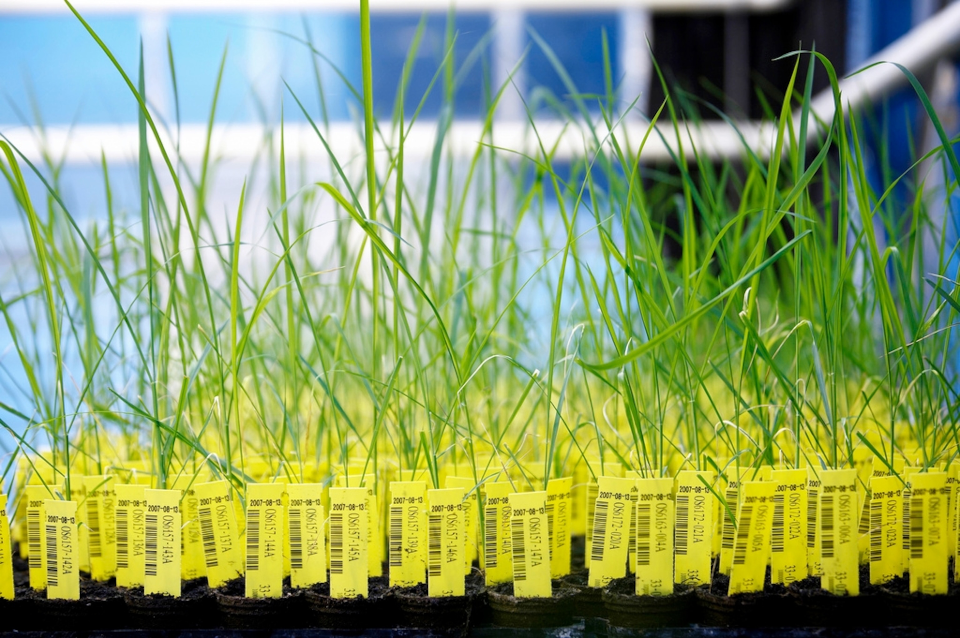 Genetically modified rice plants are individually labeled with a barcode and transponder in the greenhouses at CropDesign. Photograph courtesy BASF