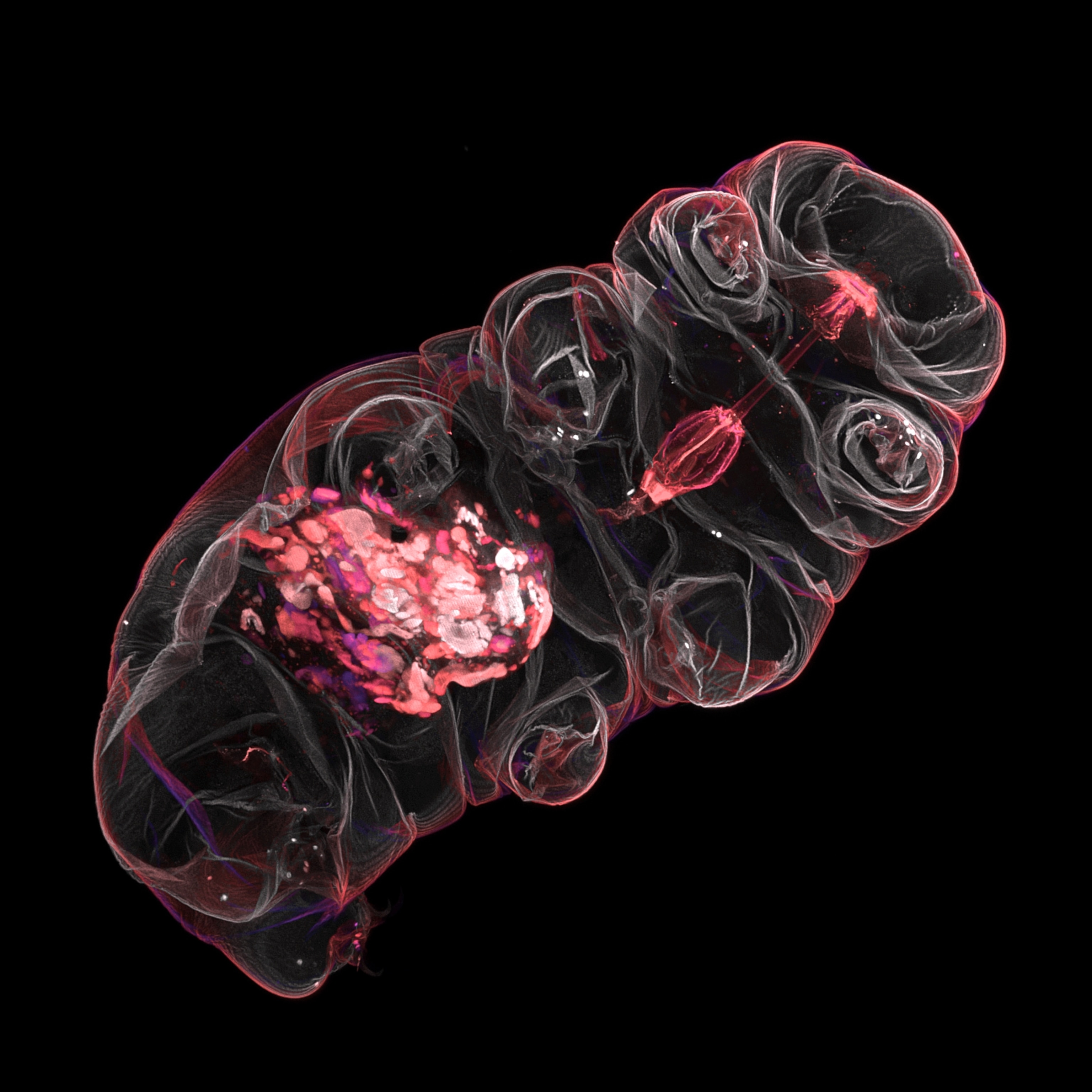 A magnified view of a tardigrade, its inside revealed with fluorescent dye