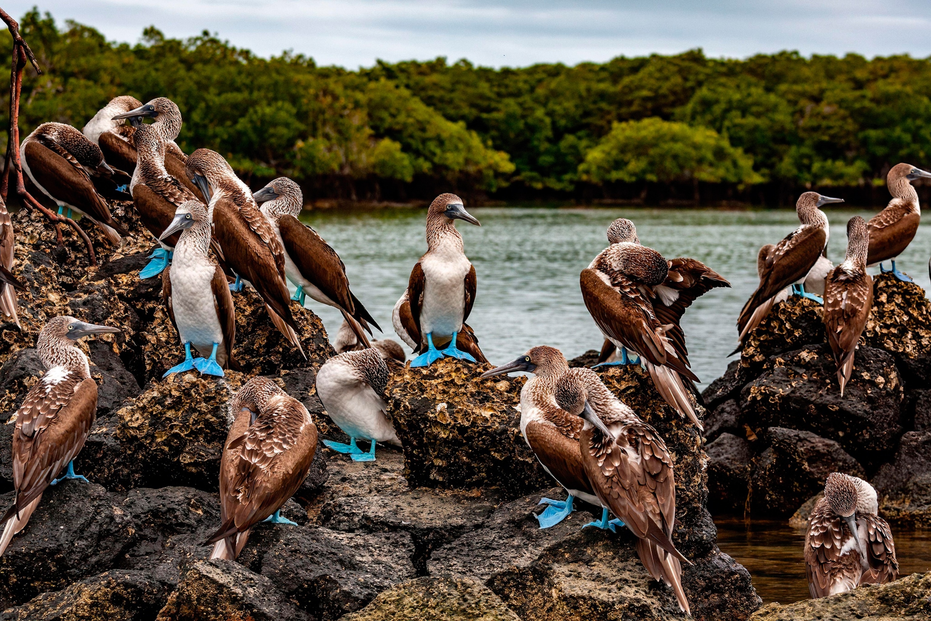 Strikingly blue-footed bobbin birds perching and congregating on top of a rock in the ocean.