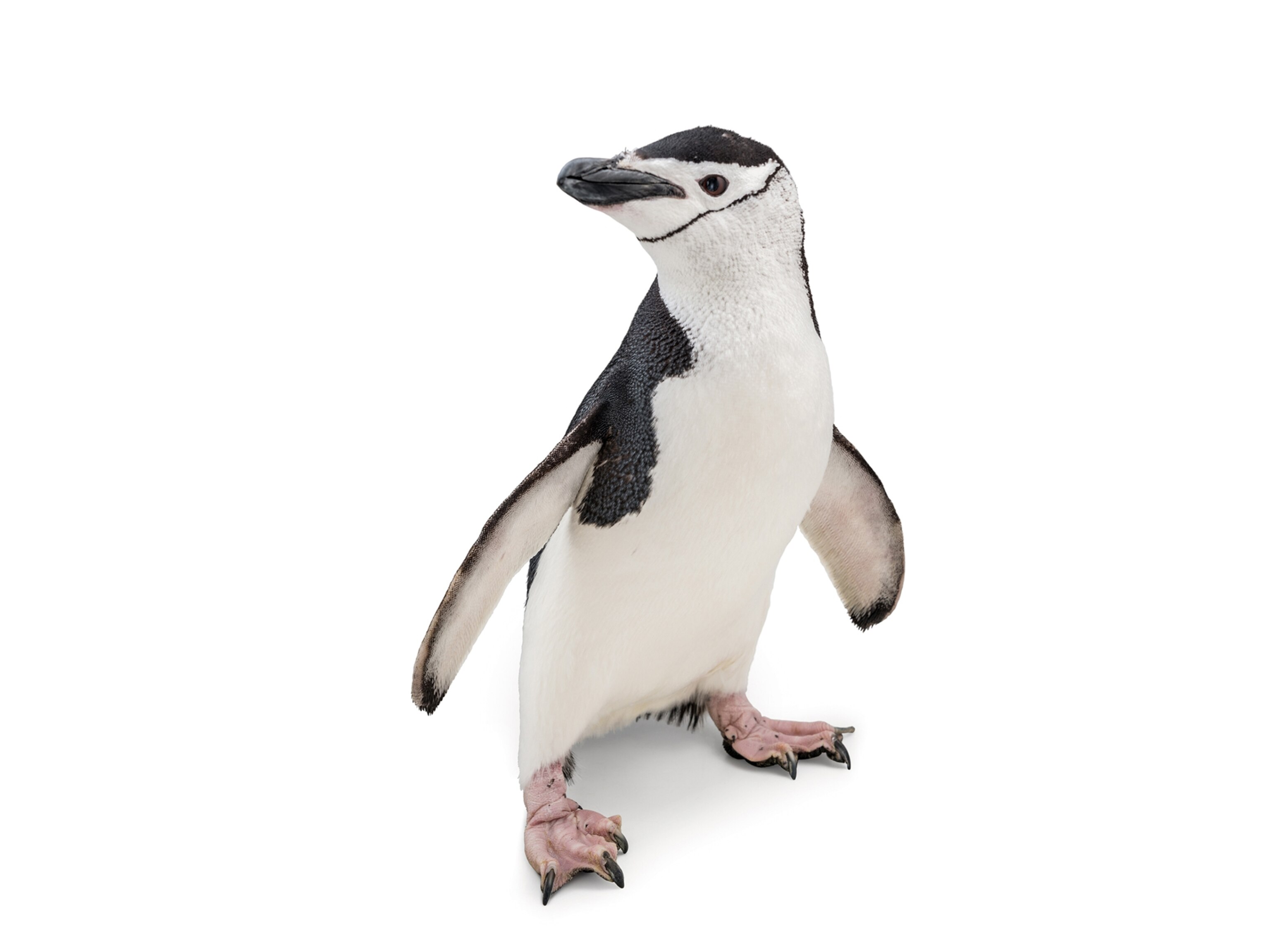 a chinstrap penguin