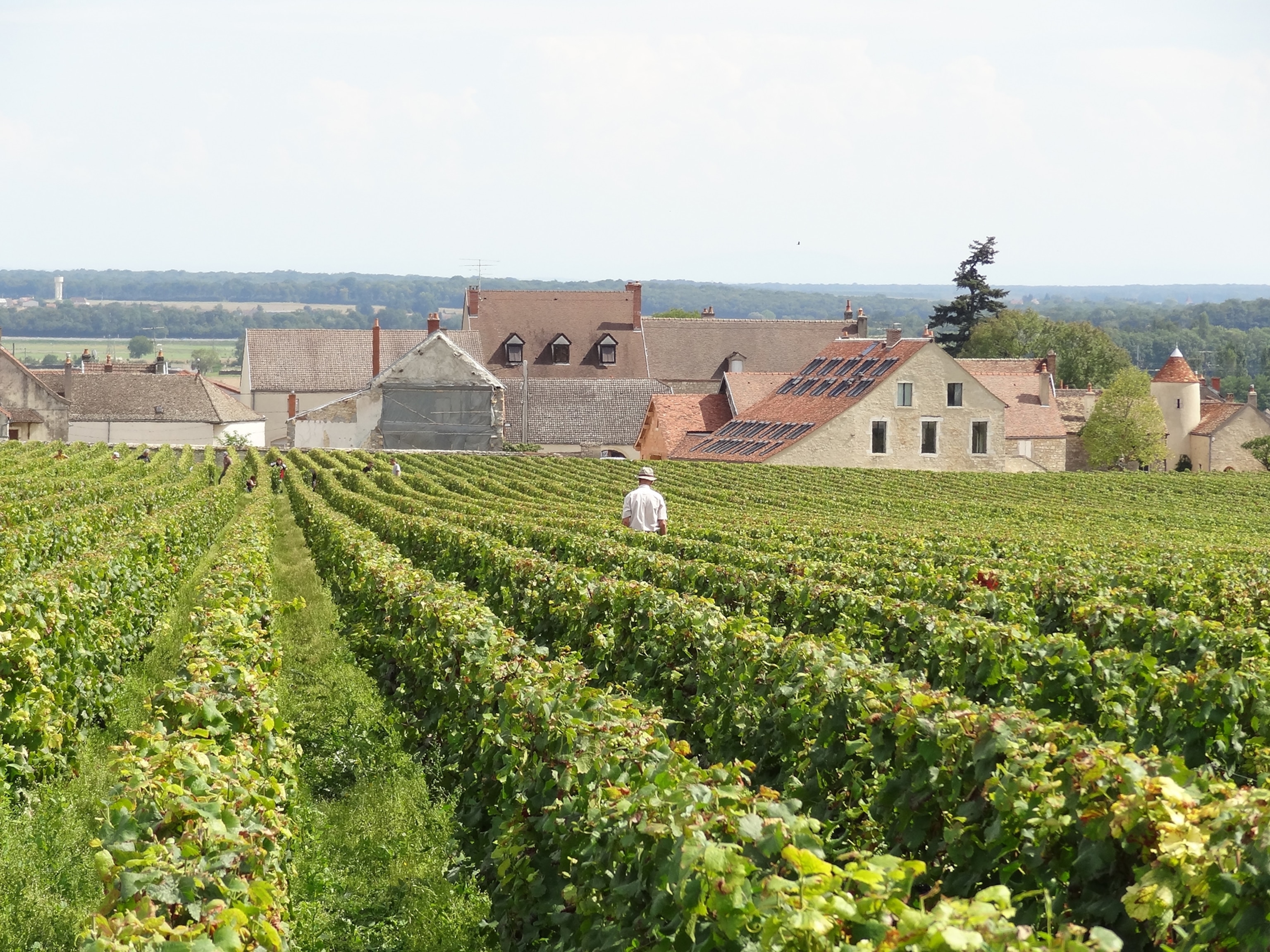 The Grand Monsieur, Aubert de Villaine, walks the vines of Romanee-Saint-Vivant.