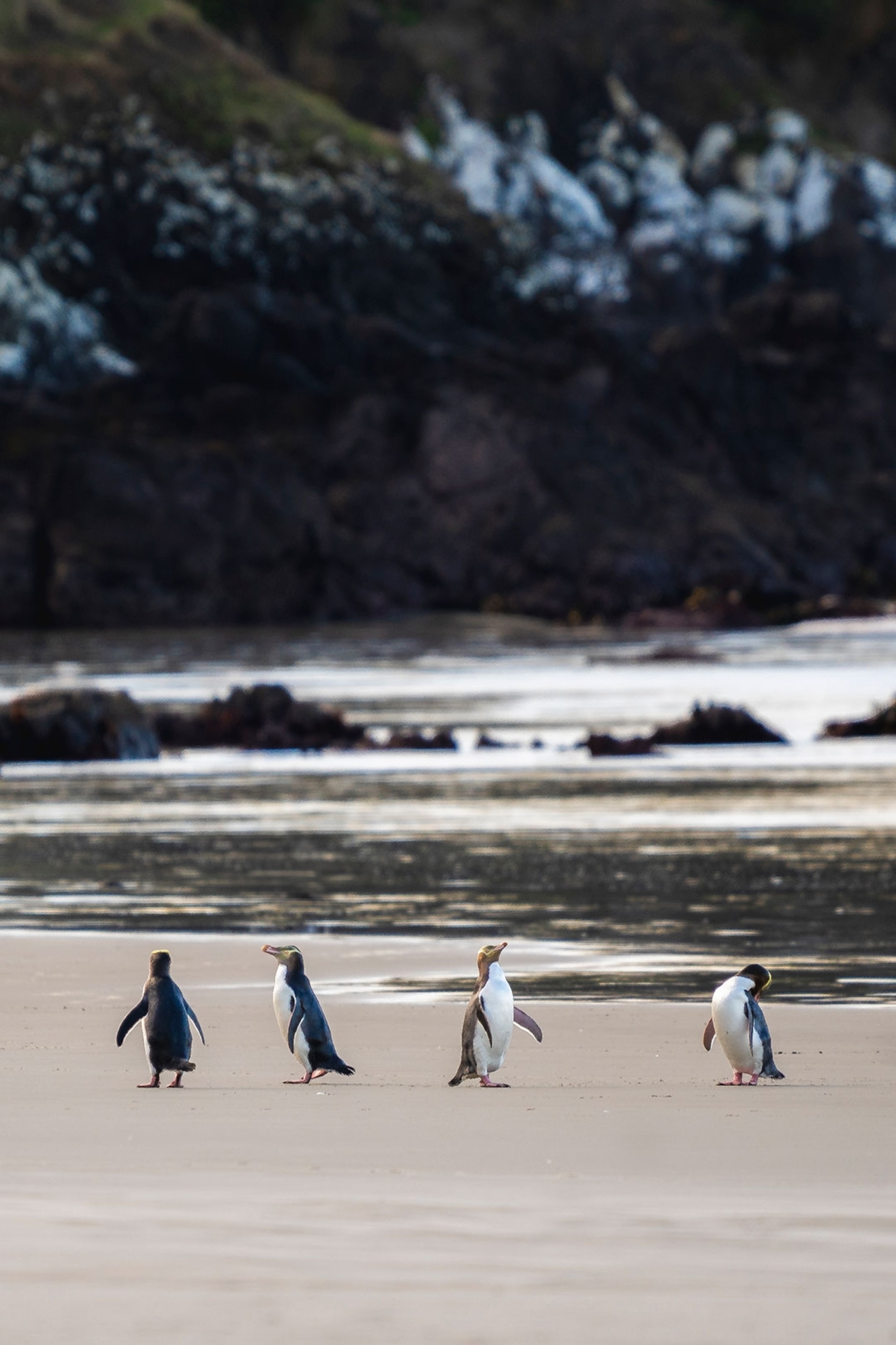 Yellow-eyed penguins on a beach on the Otago Peninsula, Dunedin, New Zealand
