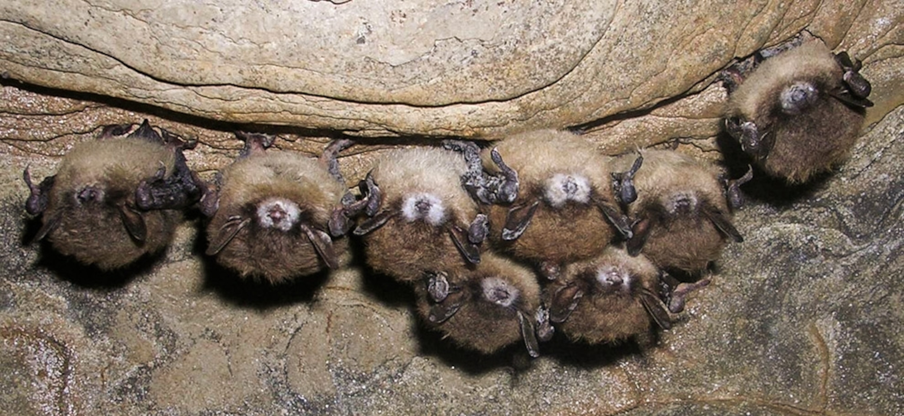 Hibernating bats, most of which are afflicted with white-nose syndrome.