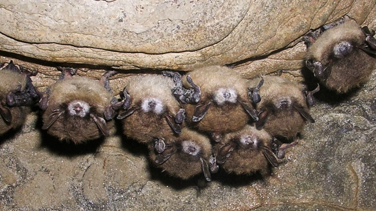 Deadly Bat Fungus Spreading in U.S.