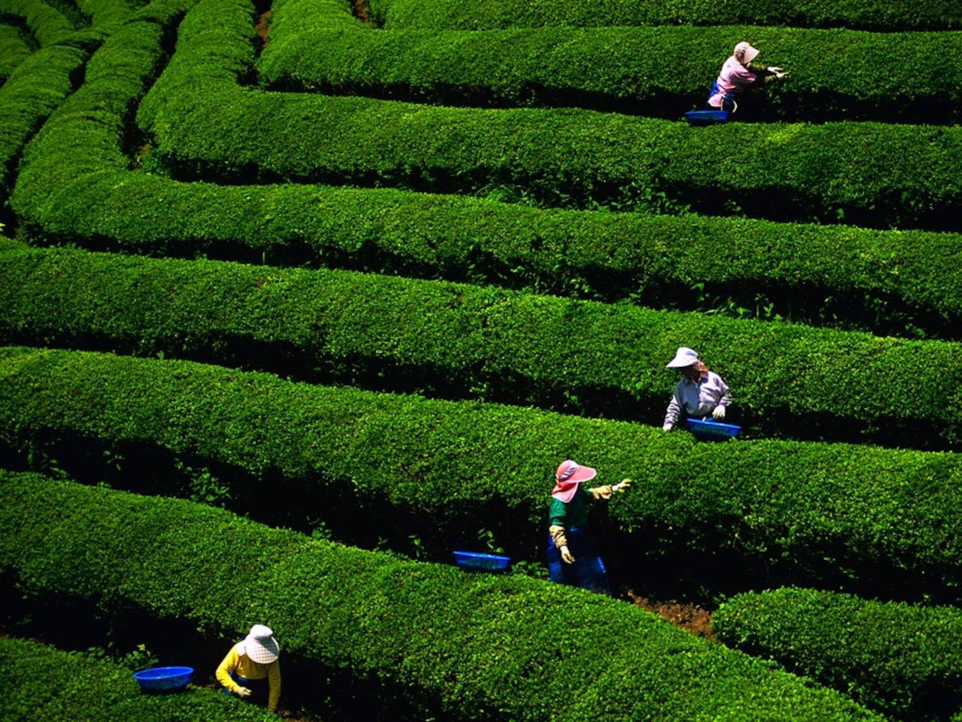 Workers picking tea leaves in a green field