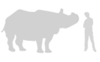 Rhino Human Size Comparison
