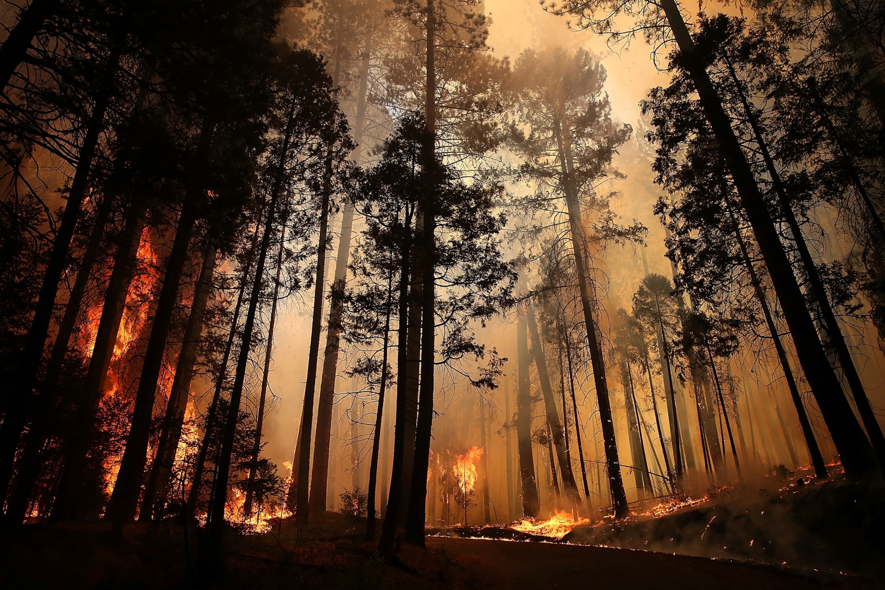 GROVELAND, CA - AUGUST 25: Flames from the Rim Fire consume trees on August 25, 2013 near Groveland, California. The Rim Fire continues to burn out of control and threatens 4,500 homes outside of Yosemite National Park. Over 2,000 firefighters are battling the blaze that has entered a section of Yosemite National Park and is currently 7 percent contained. (Photo by Justin Sullivan/Getty Images)