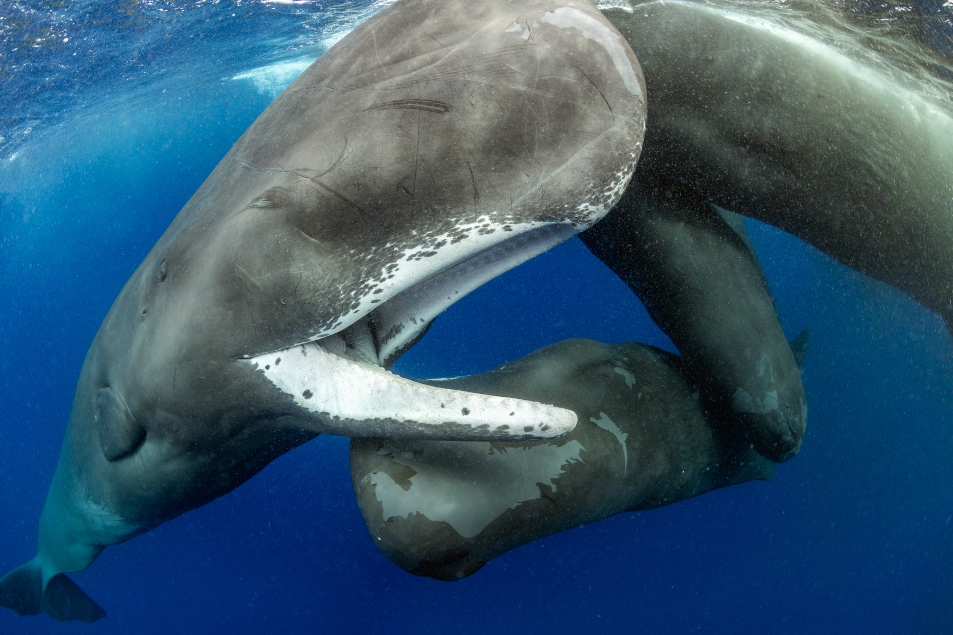 Two sperm whales swim closely in deep blue ocean water. One has its mouth slightly open