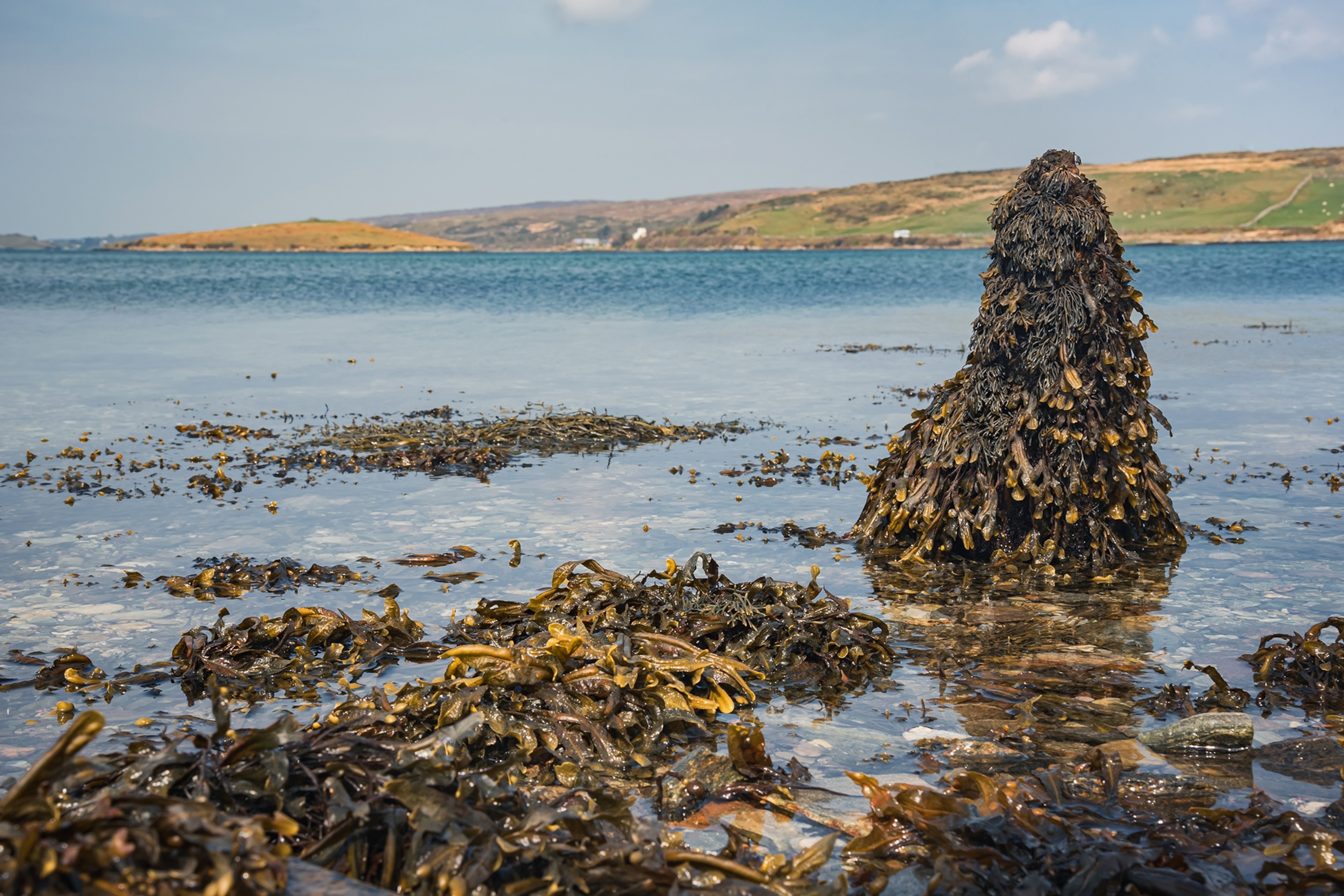 Piles of seaweed in shallow water on a beach shore.