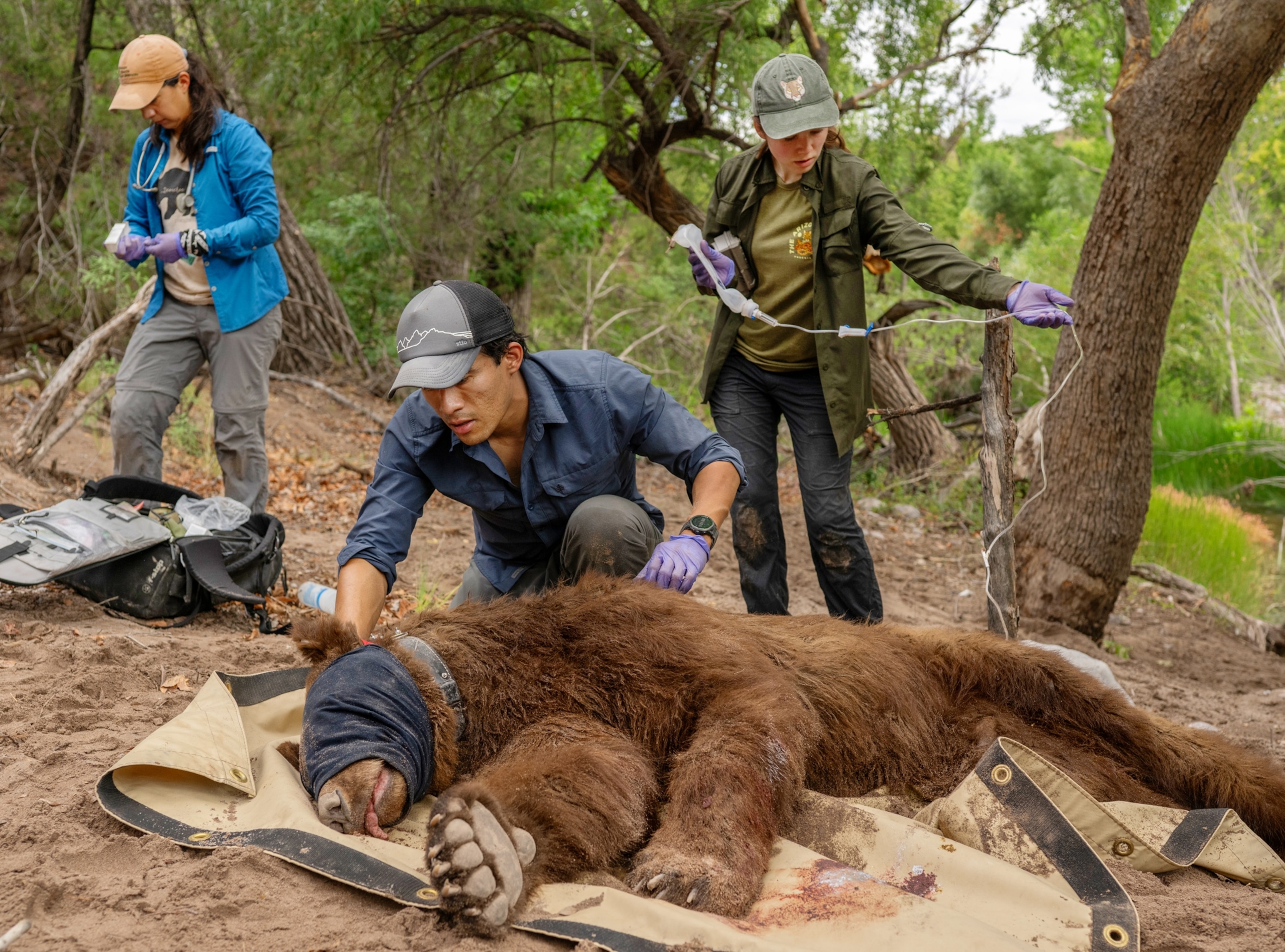 Wildlife ecologist and National Geographic Explorer Ganesh Marín affixes a GPS collar to a tranquilized black bear, alongside veterinarian Susana Ilescas (at left) and wildlife technician Paige Satterfield.