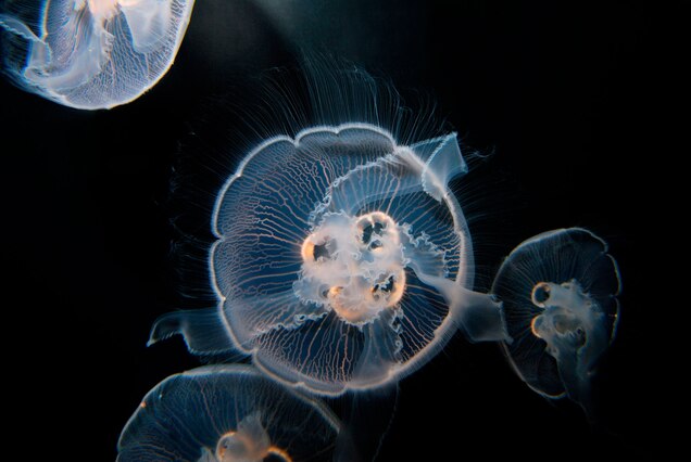 national geographic