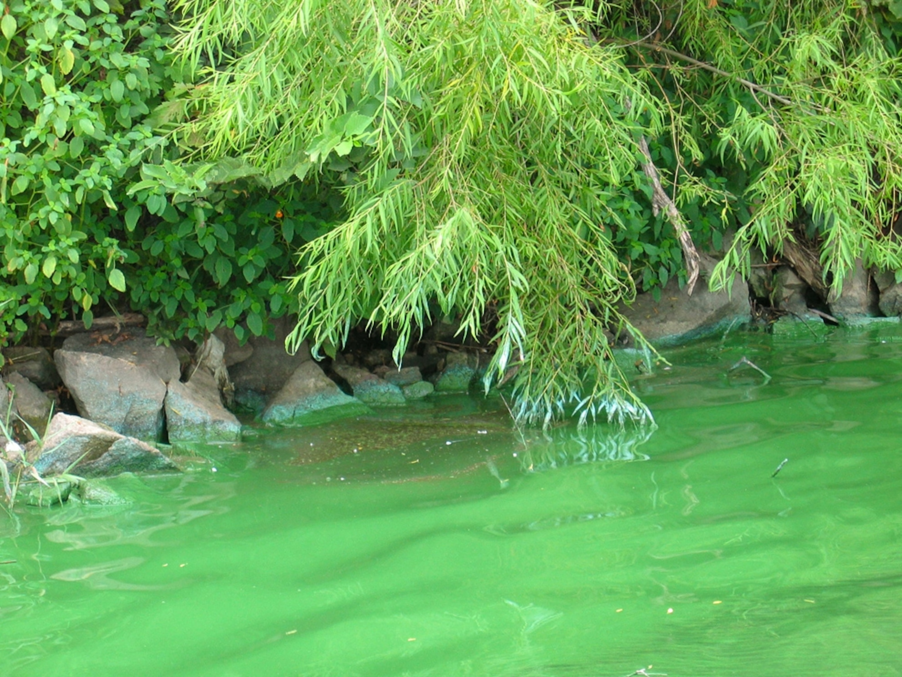 An algae bloom in Rock Creek Lake, Iowa.