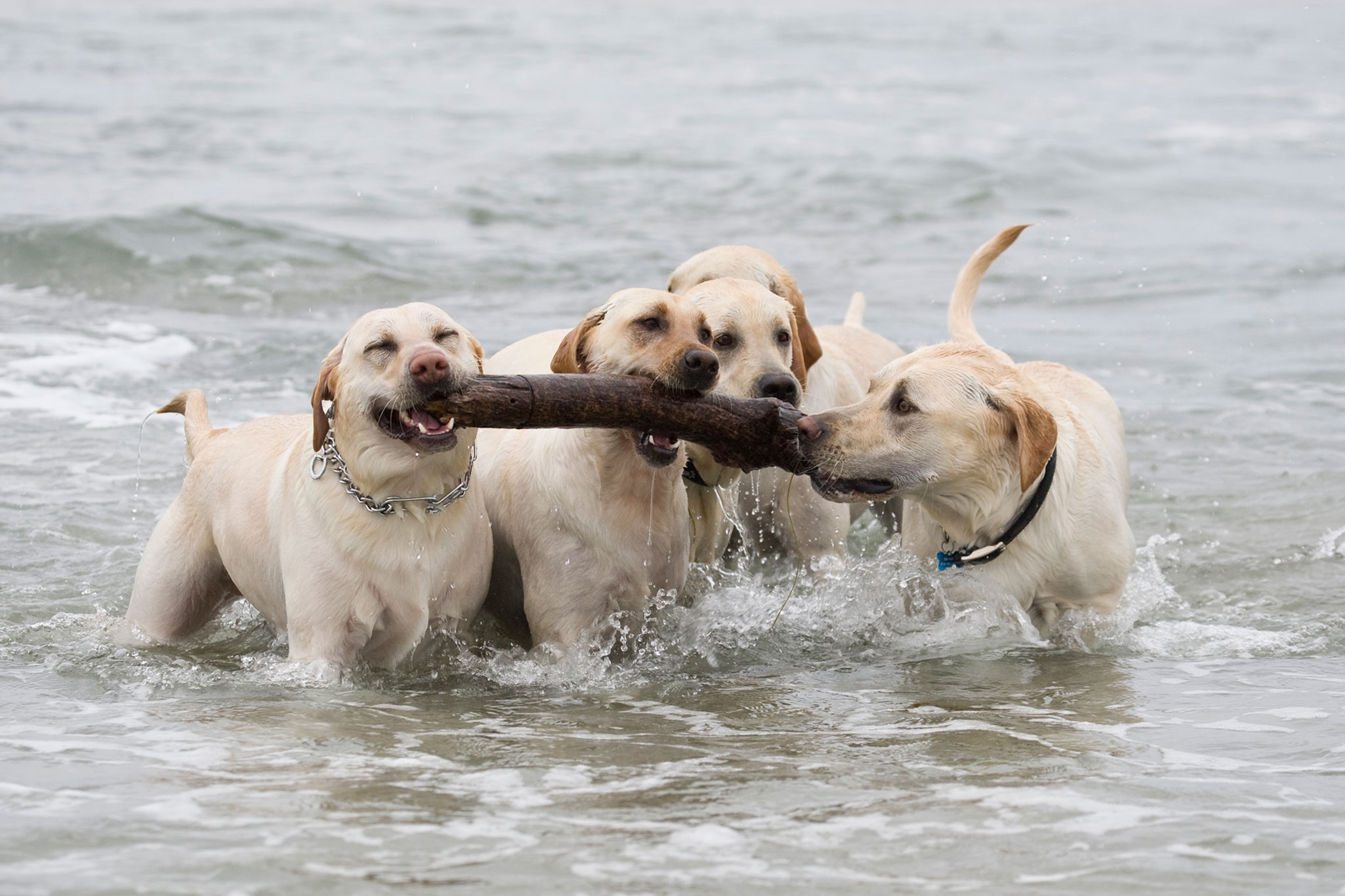 five yellow labs playing with a stick in the water