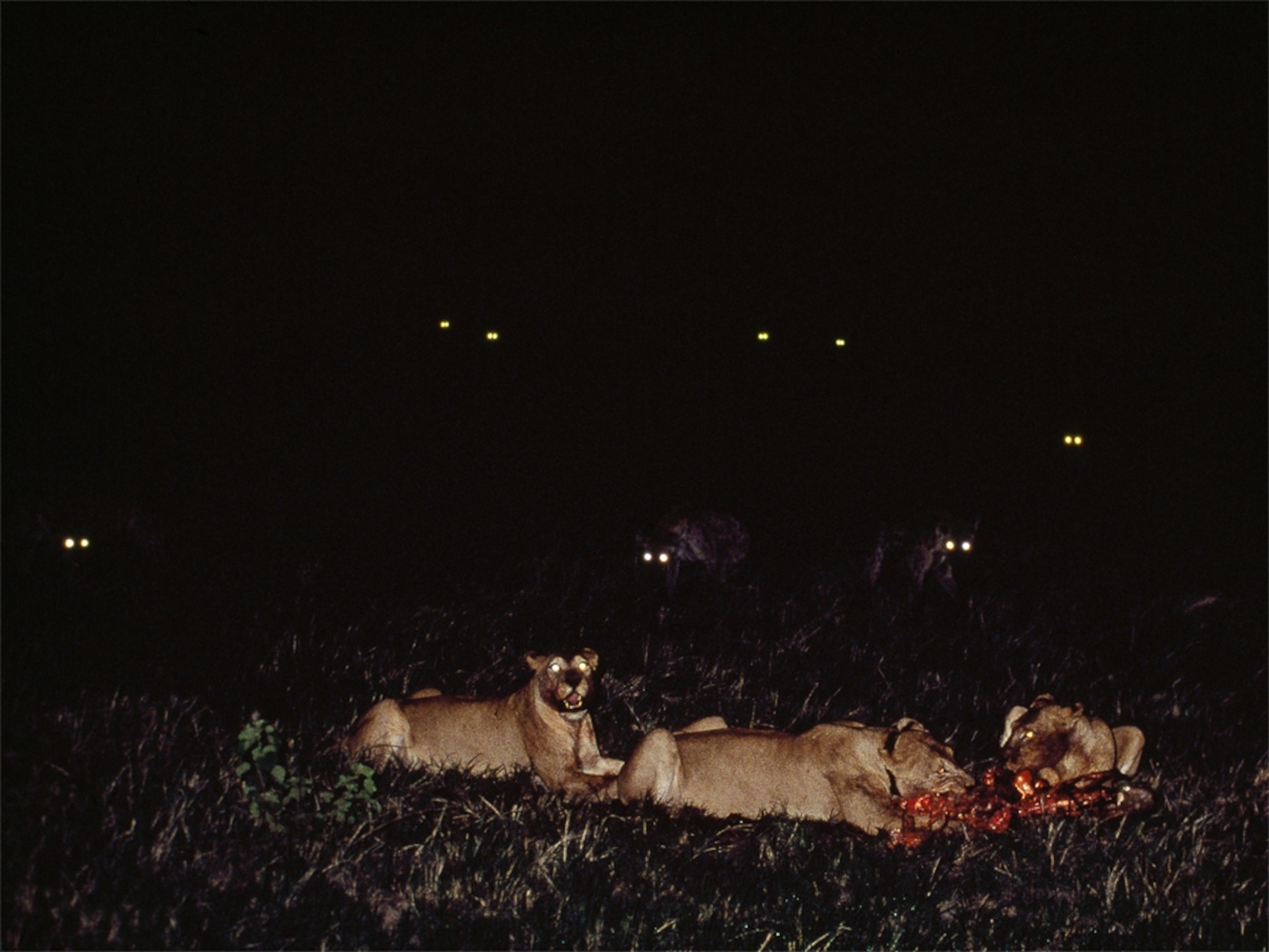 Lions picture: animals in Botswana, part of the world's biggest conservation area
