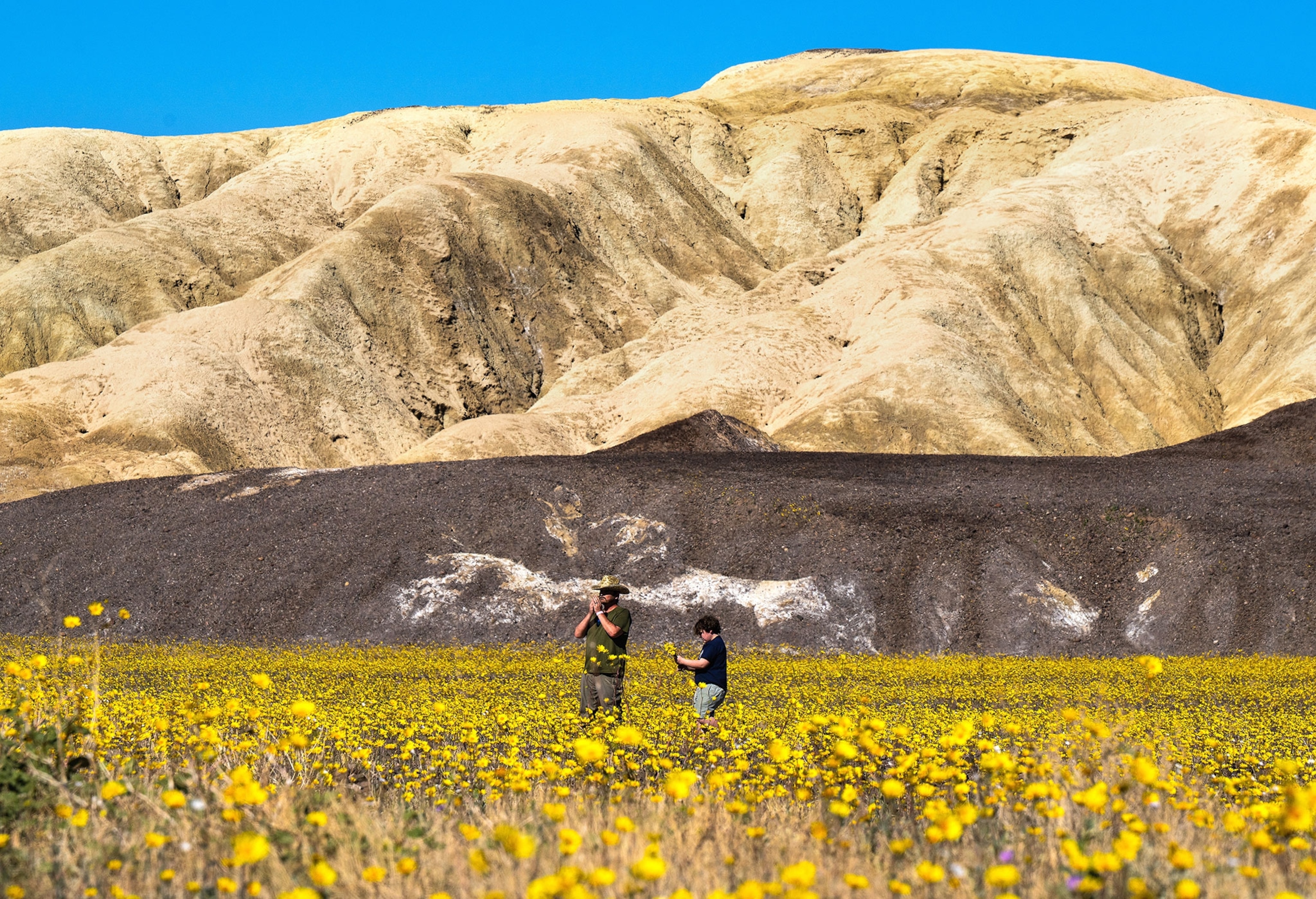 Death Valley National Park, CA - February 28: Visitors to Death Valley National Park stand in a field of gold near Furnace Creek on Saturday Feb. 28, 2026. Low-elevation flowers are blooming throughout the park and will likely persist until mid-late March, depending on the weather. Higher elevations will have blooms April-June according to the National Park Service. Thus far it is the best bloom in the park since 2016.