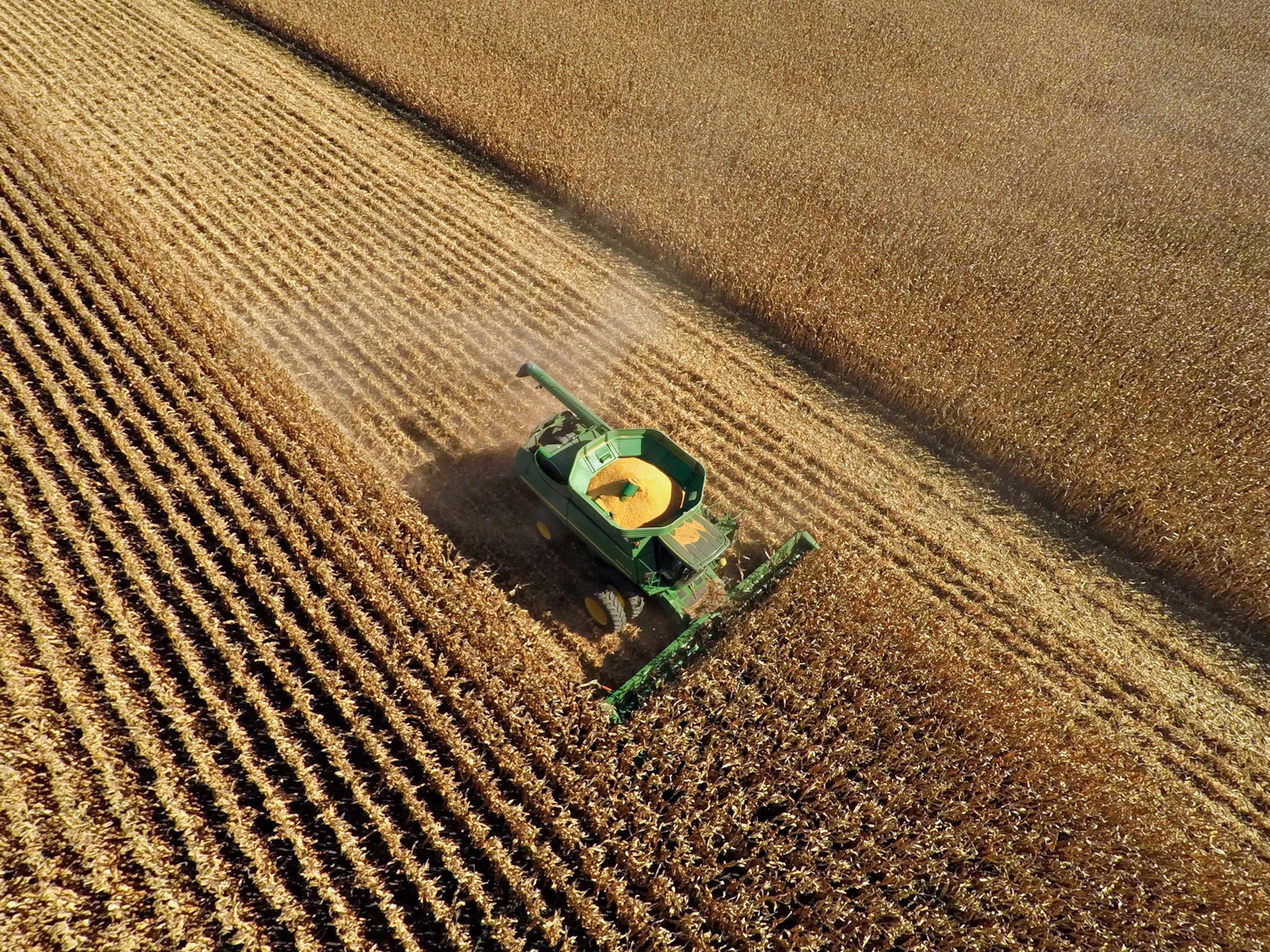 a tractor harvesting non genetically modified corn