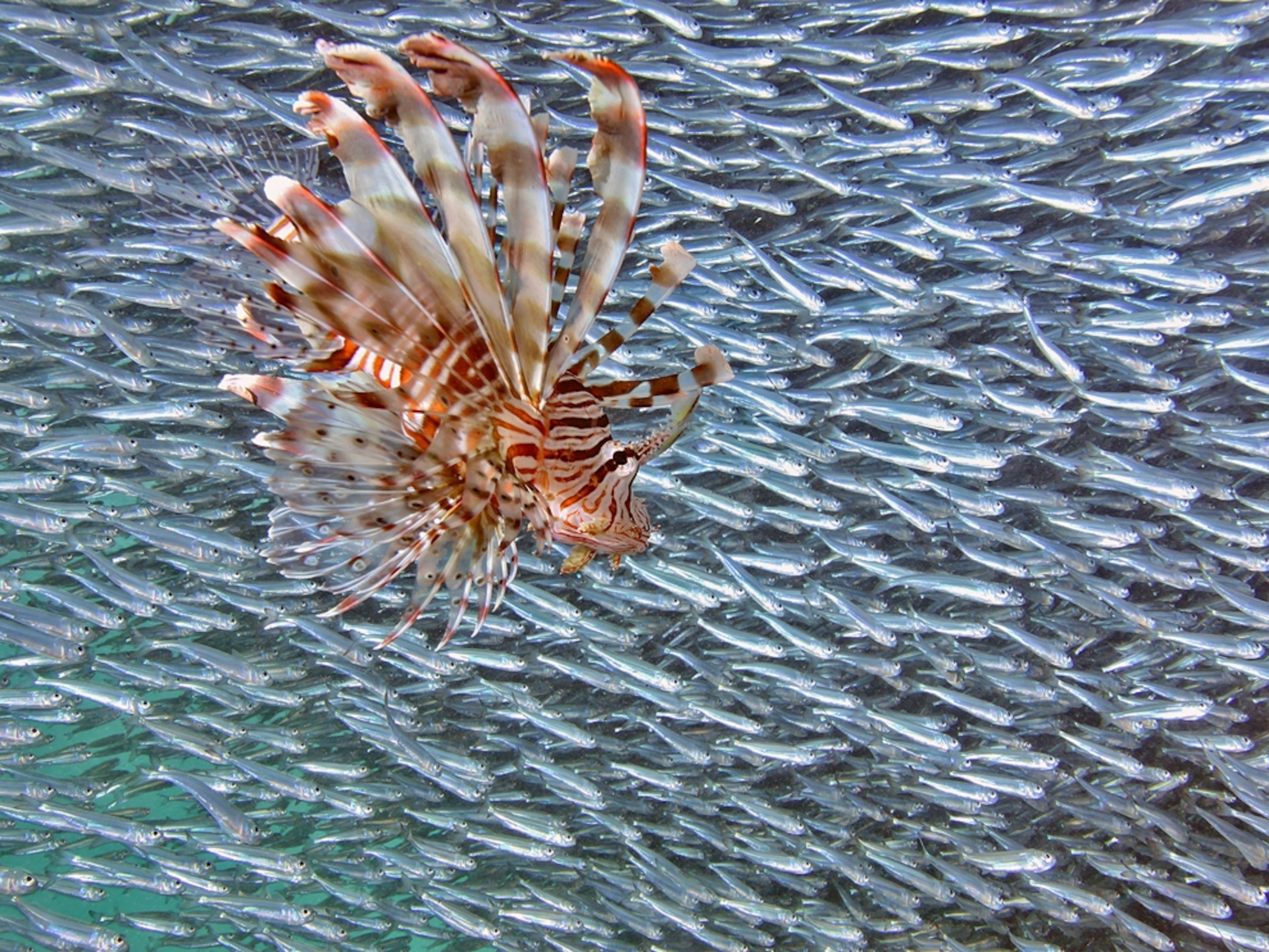 Lionfish and baitfish