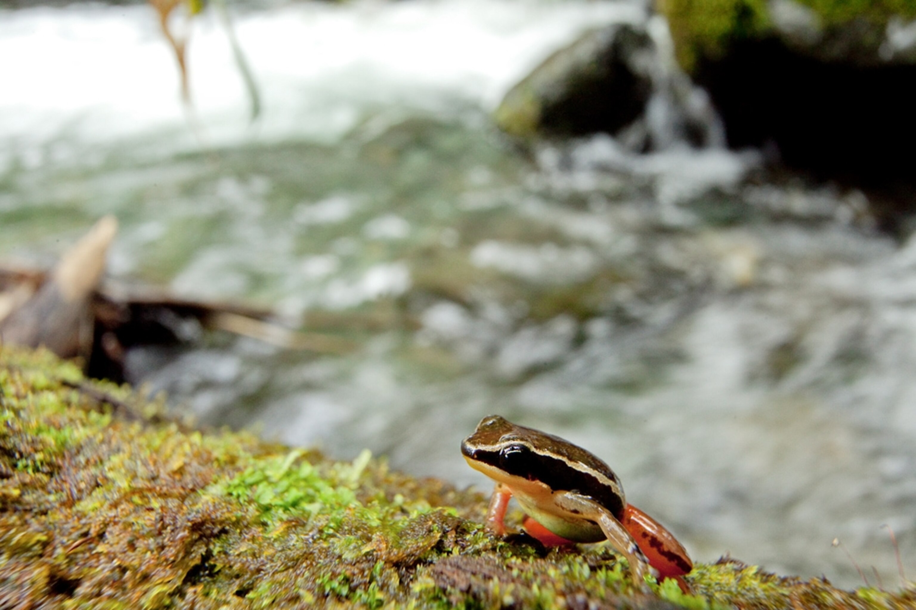 A picture of a new species of rocket frog found in Colombia