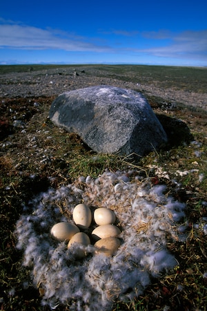 4 Ways Polar Bears Are Dealing With Climate Change Some polar bears are eating goose eggs (pictured, a clutch in Nunavut Territory, Canada) as it becomes harder for them to catch seals on sea ice. Photograph by Paul Nicklen, National Geographic Creative