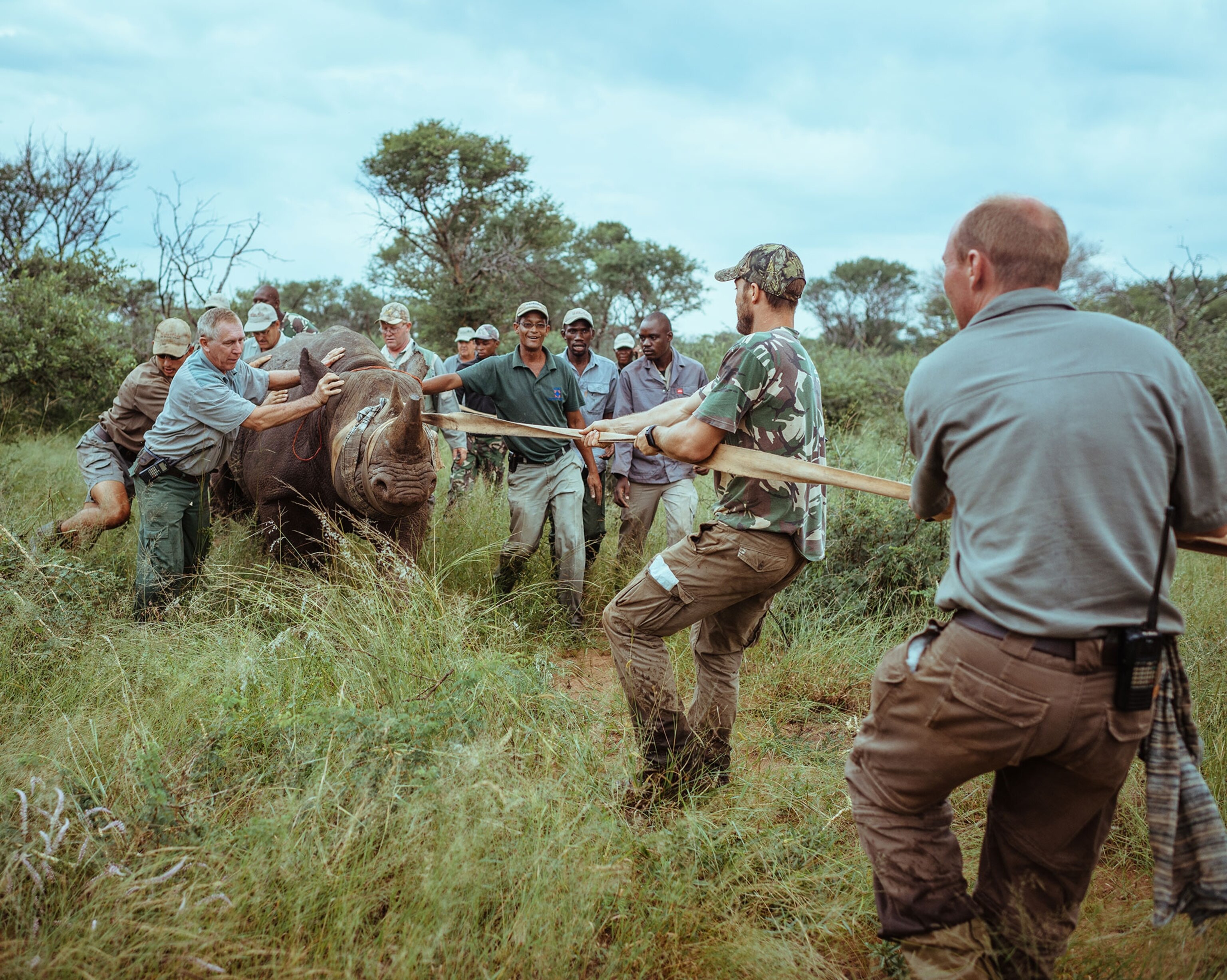 the capture team navaigating a tranquilised rhino towards the crate for transport