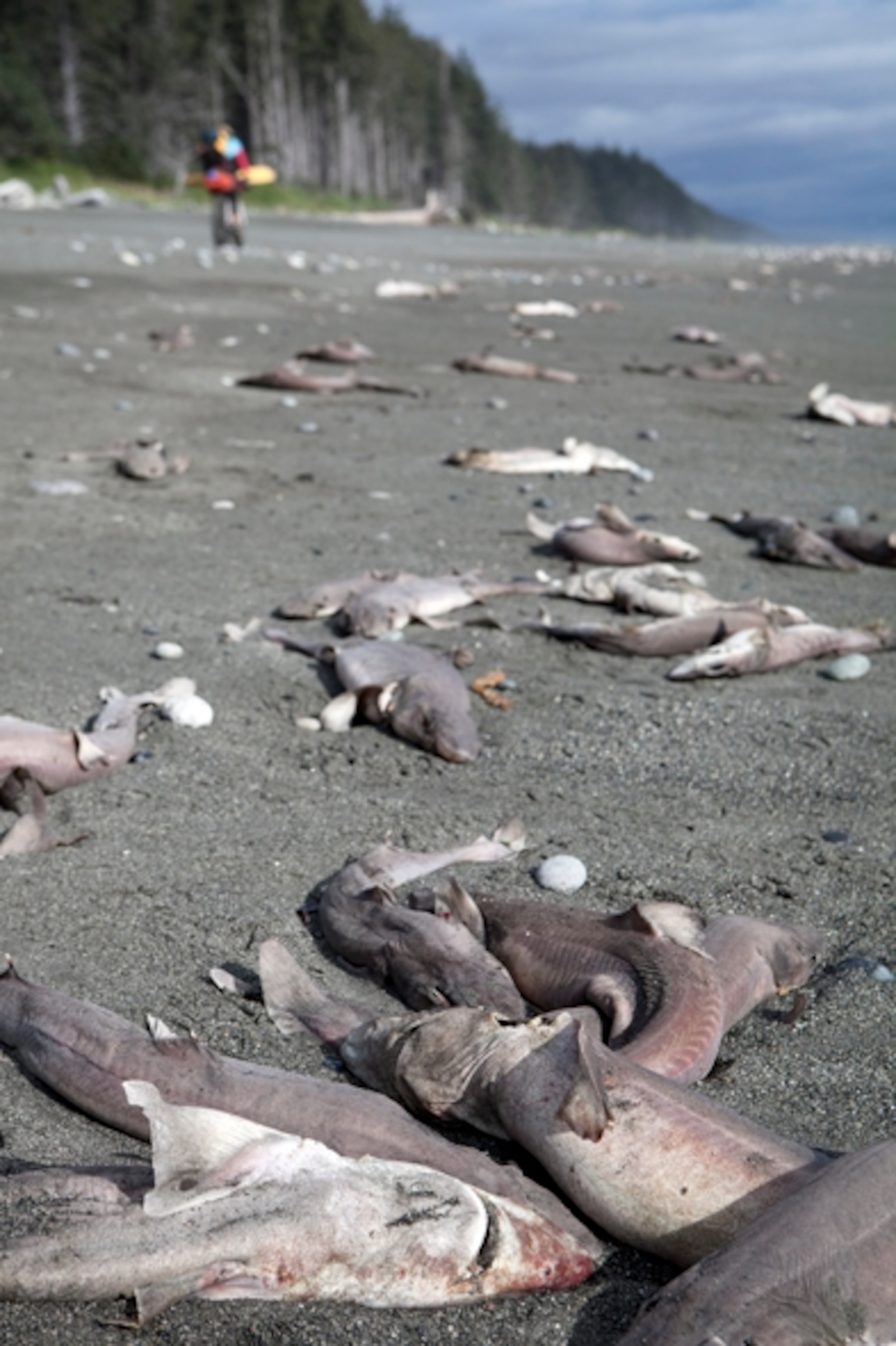 Miles of dead Dog Sharks littered the beach as we rode south; Photograph by Cameron Lawson
