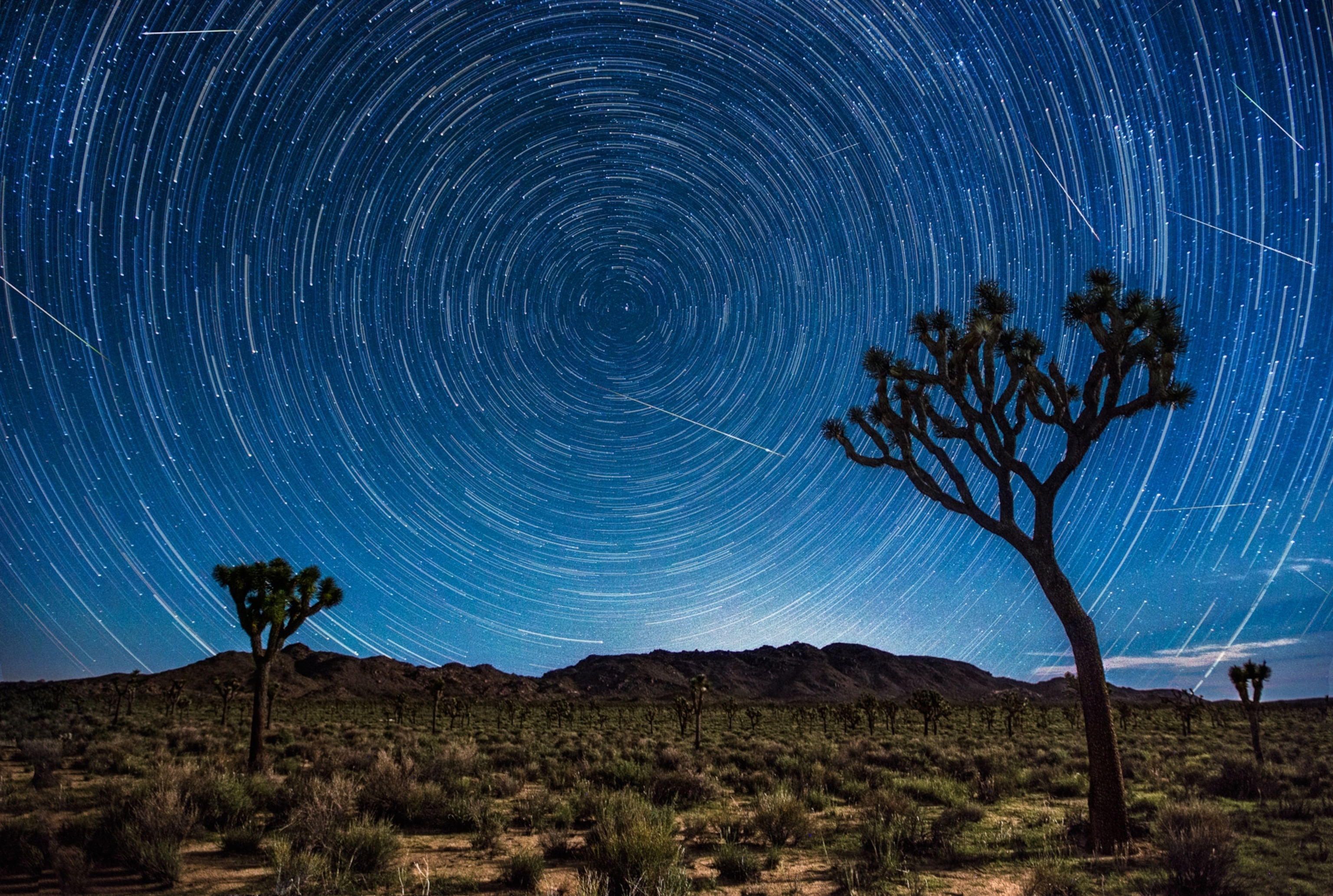 Star trails form bright circles across the night sky above a desert landscape filled with Joshua trees, with several streaking meteors visible among the stars.