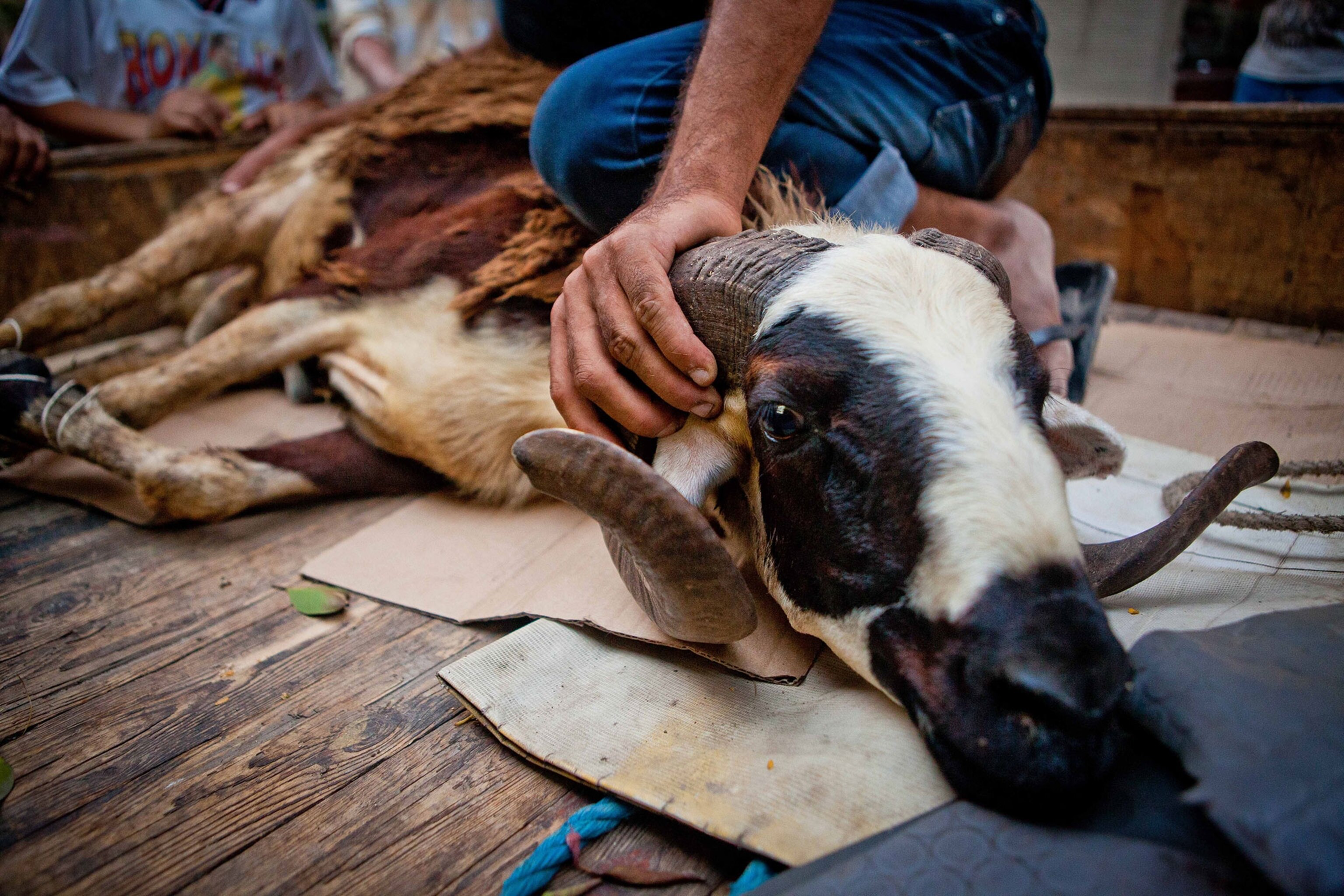 a sheep being inspected for purchase in Egypt