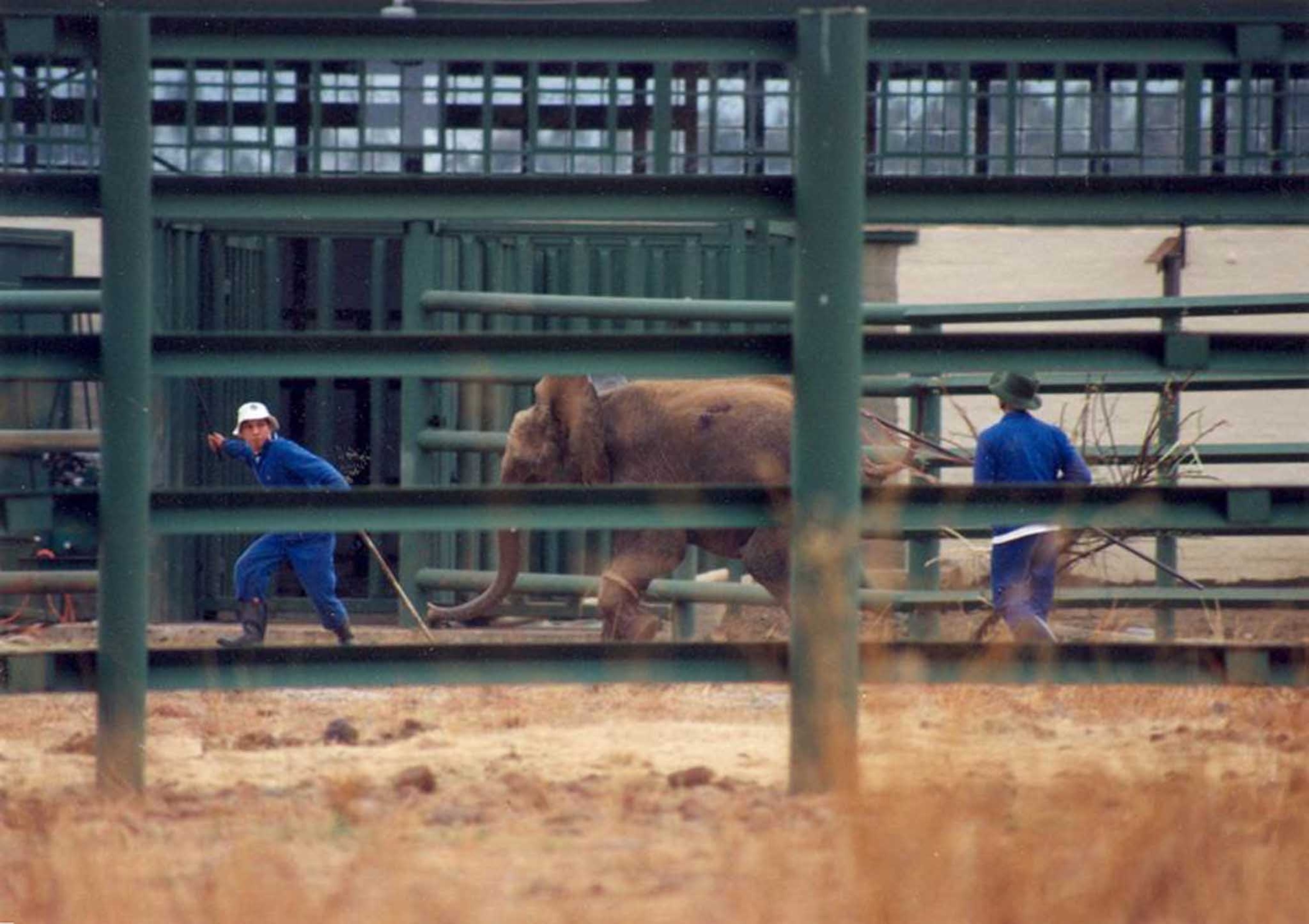 Elephant calf at Taiyuan zoo in Xinghualing, Taiyuan, Shanxi, China.