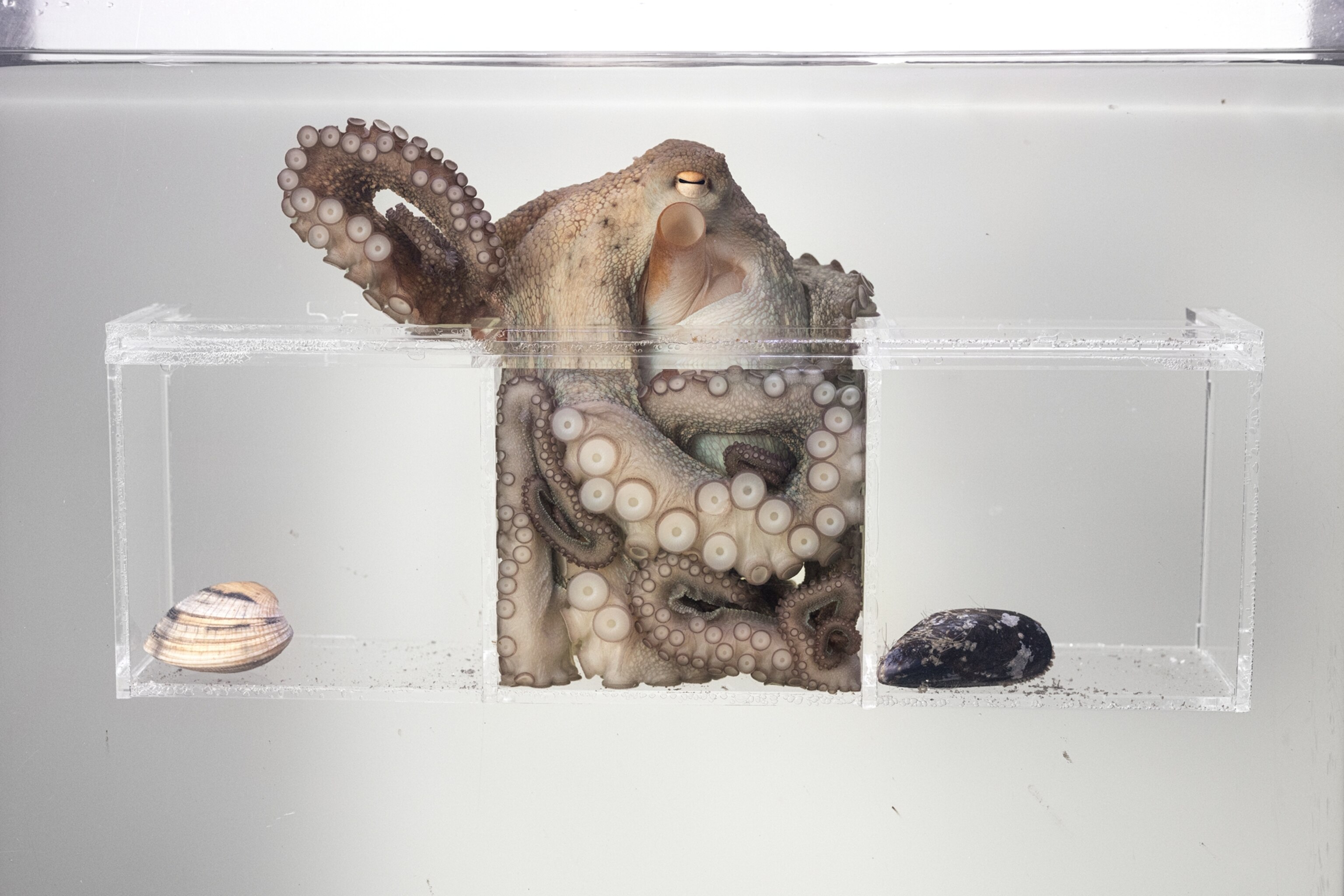 8 fascinating facts about octopuses—from their supersmarts to their