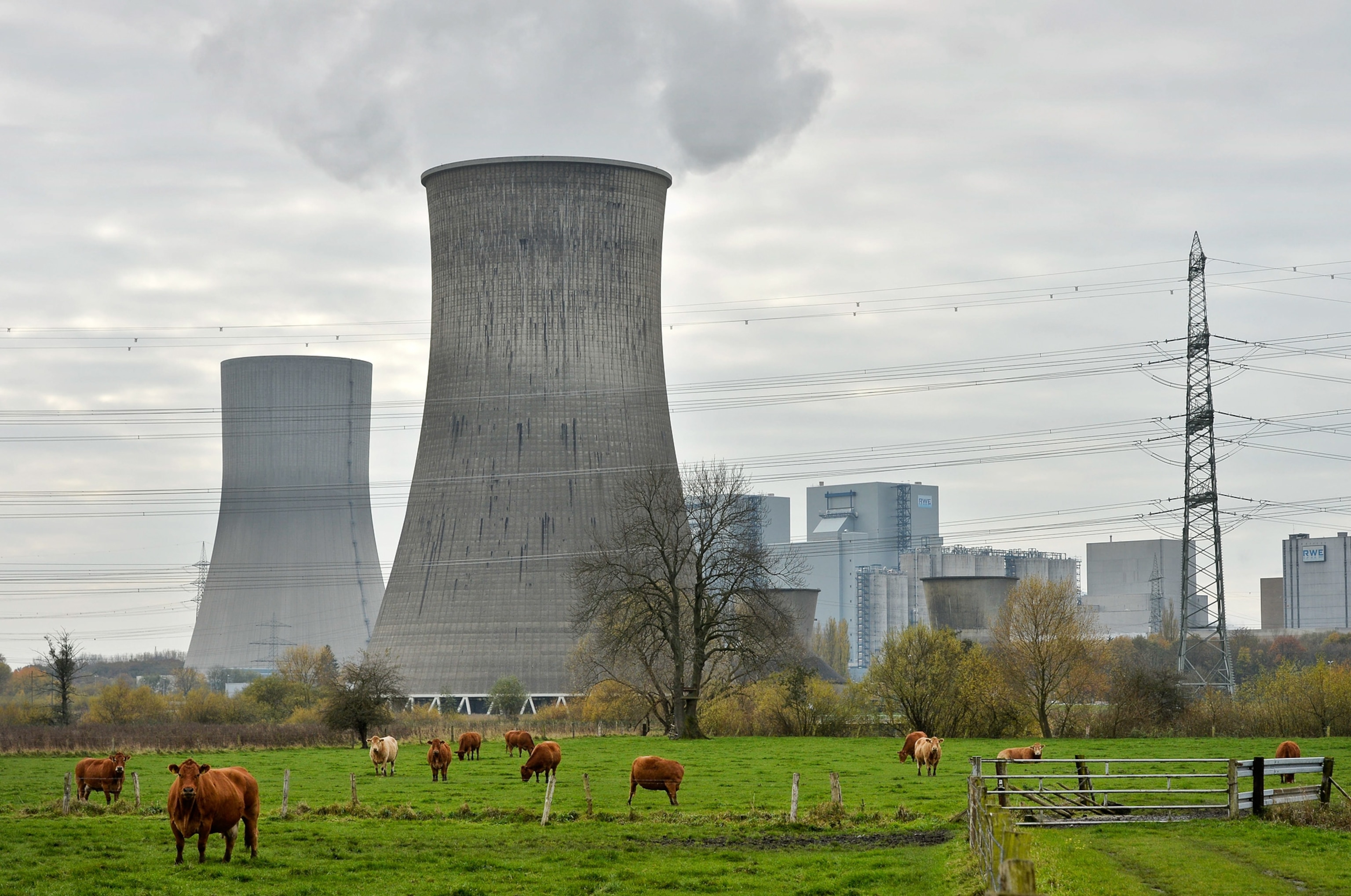 cows standing in a field in front of a coal-fired power plant in Germany.