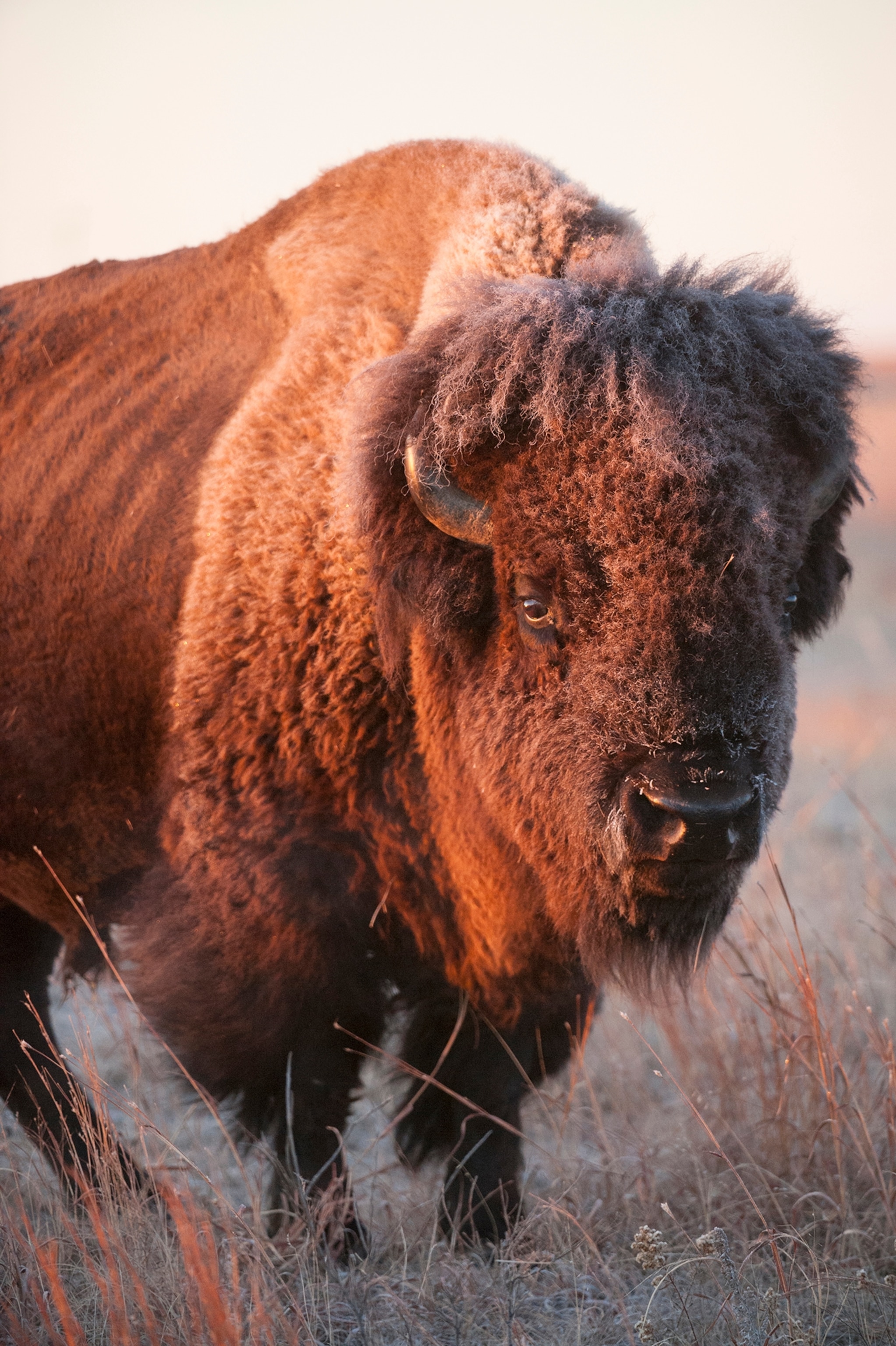 A front head shot of a bison on a ranch near Valentine, NE.