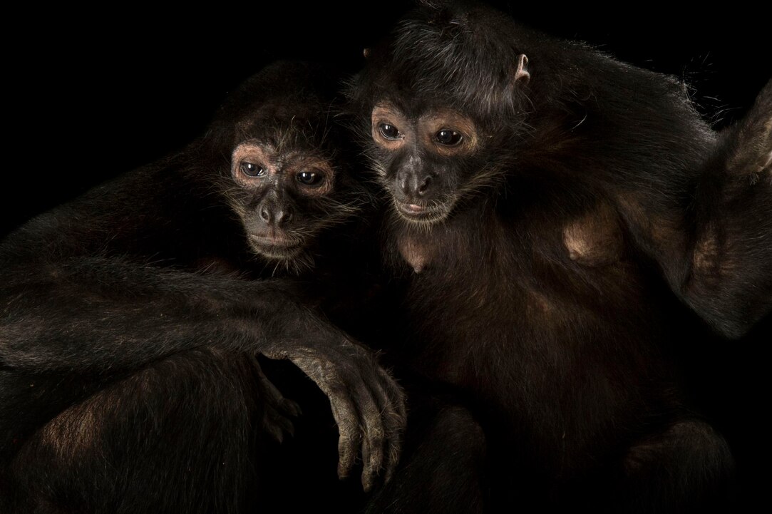 Tropical Rainforest Monkeys Facts