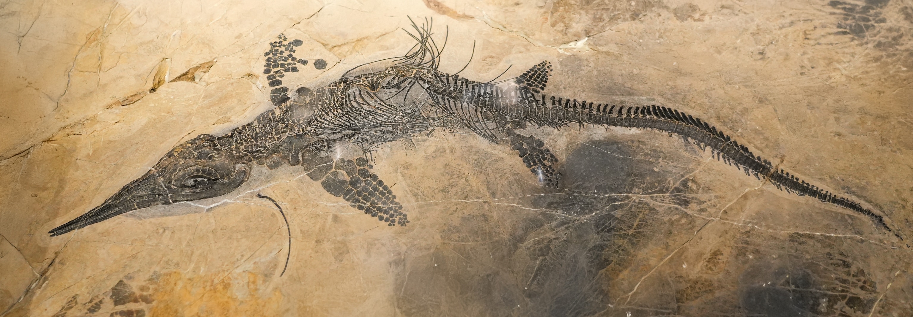 Fossilized example of a Ichthyosaurs