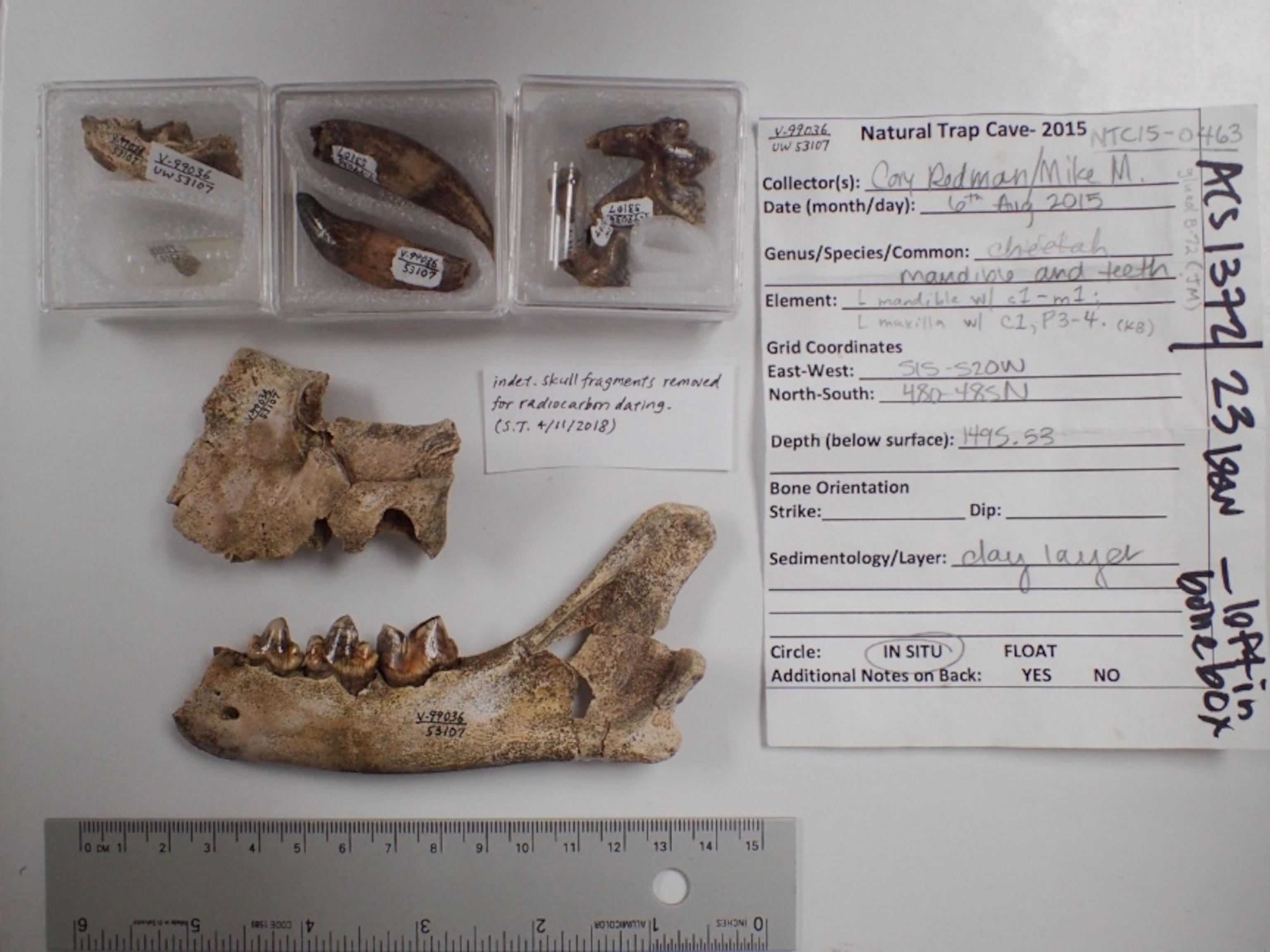 A photograph of a jawbone and other bones