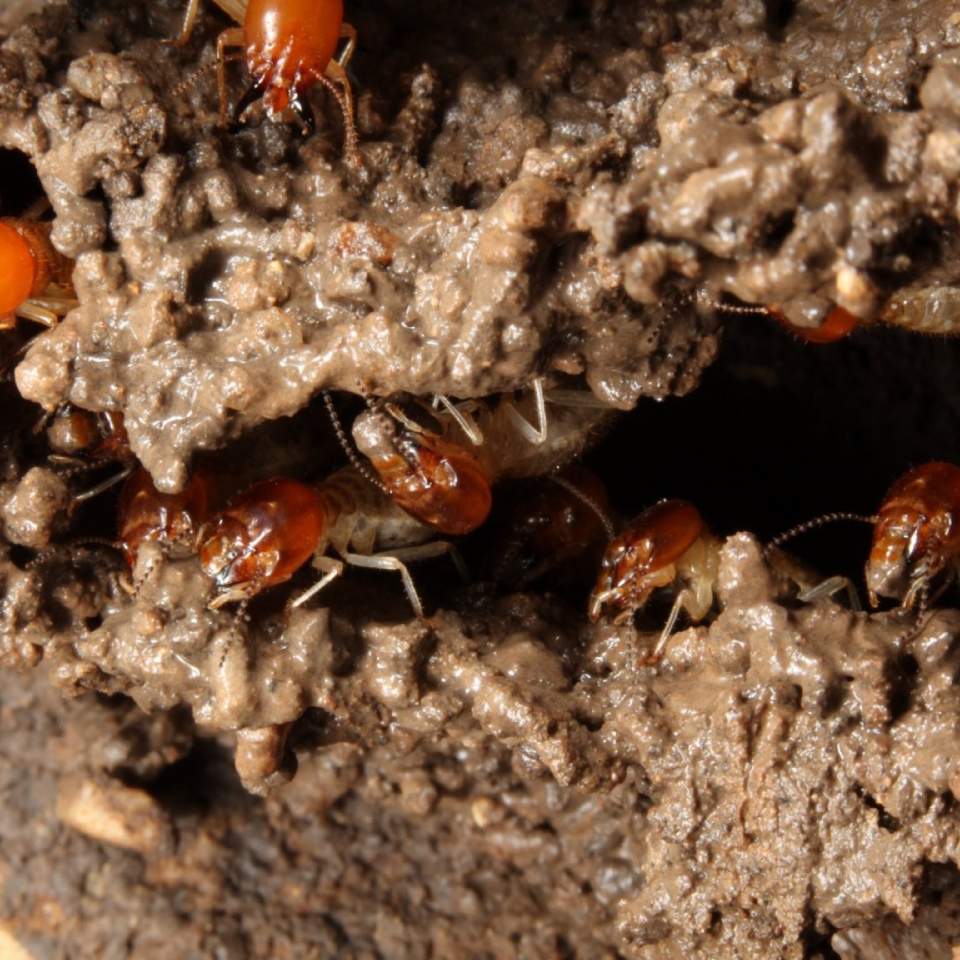 mind in the mound how do termites build their huge structures
