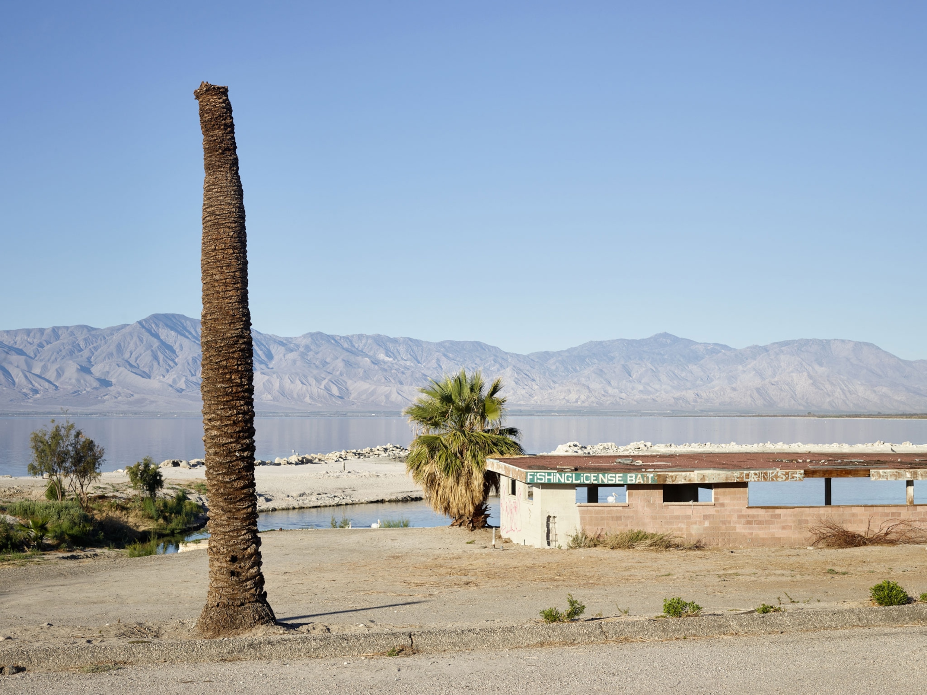 a palm tree with no top near the shore of the Salton Sea in California