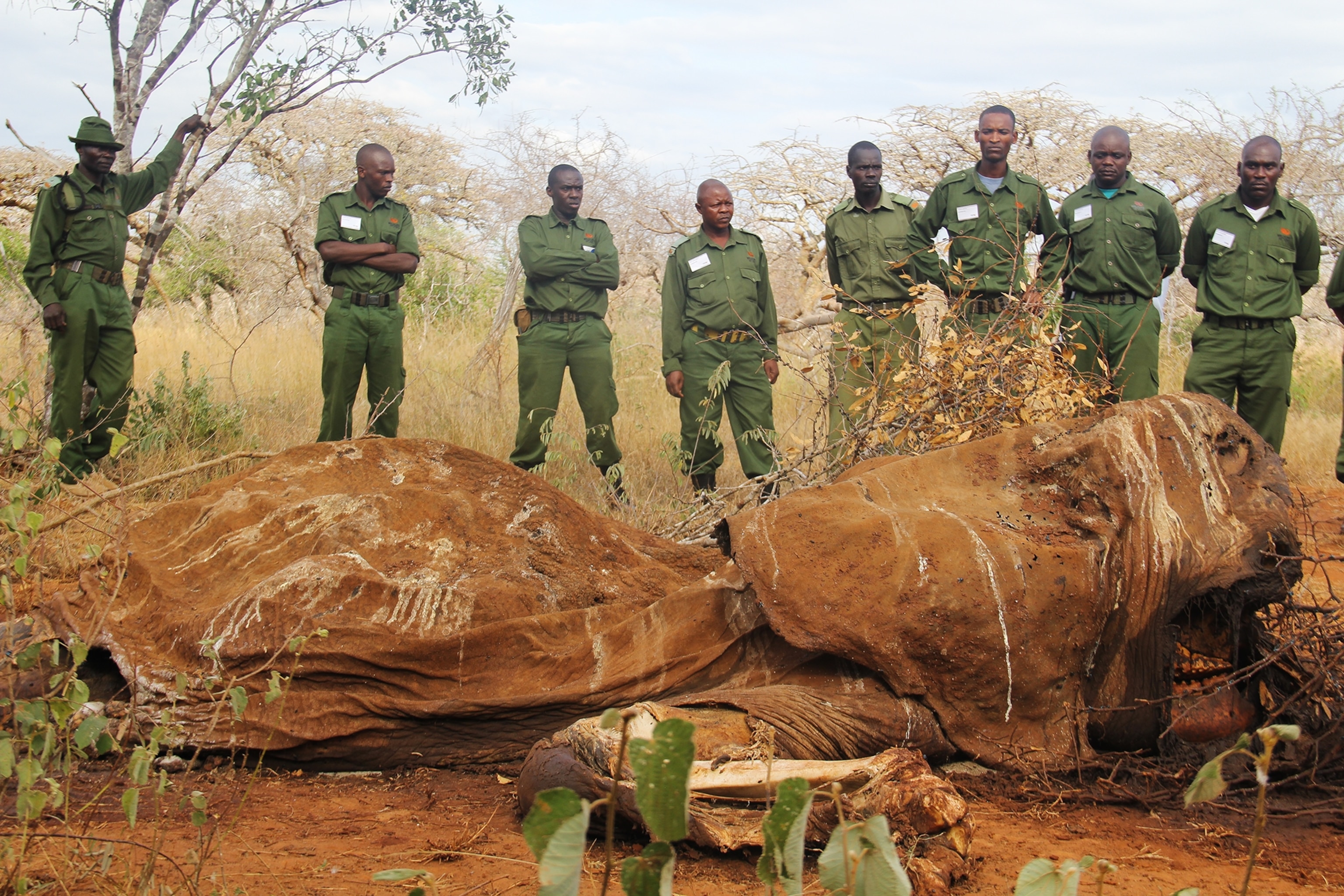 an elephant in Tsavo East National Park in southern Kenya.