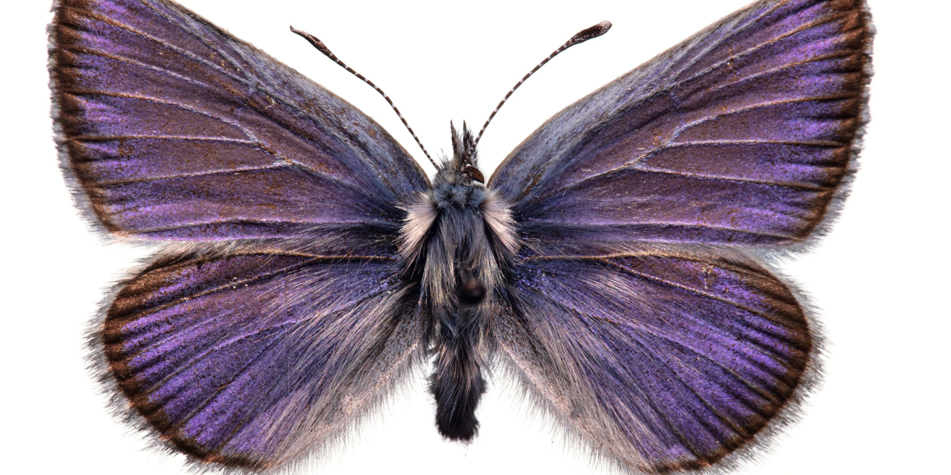 Where Have All The Insects Gone