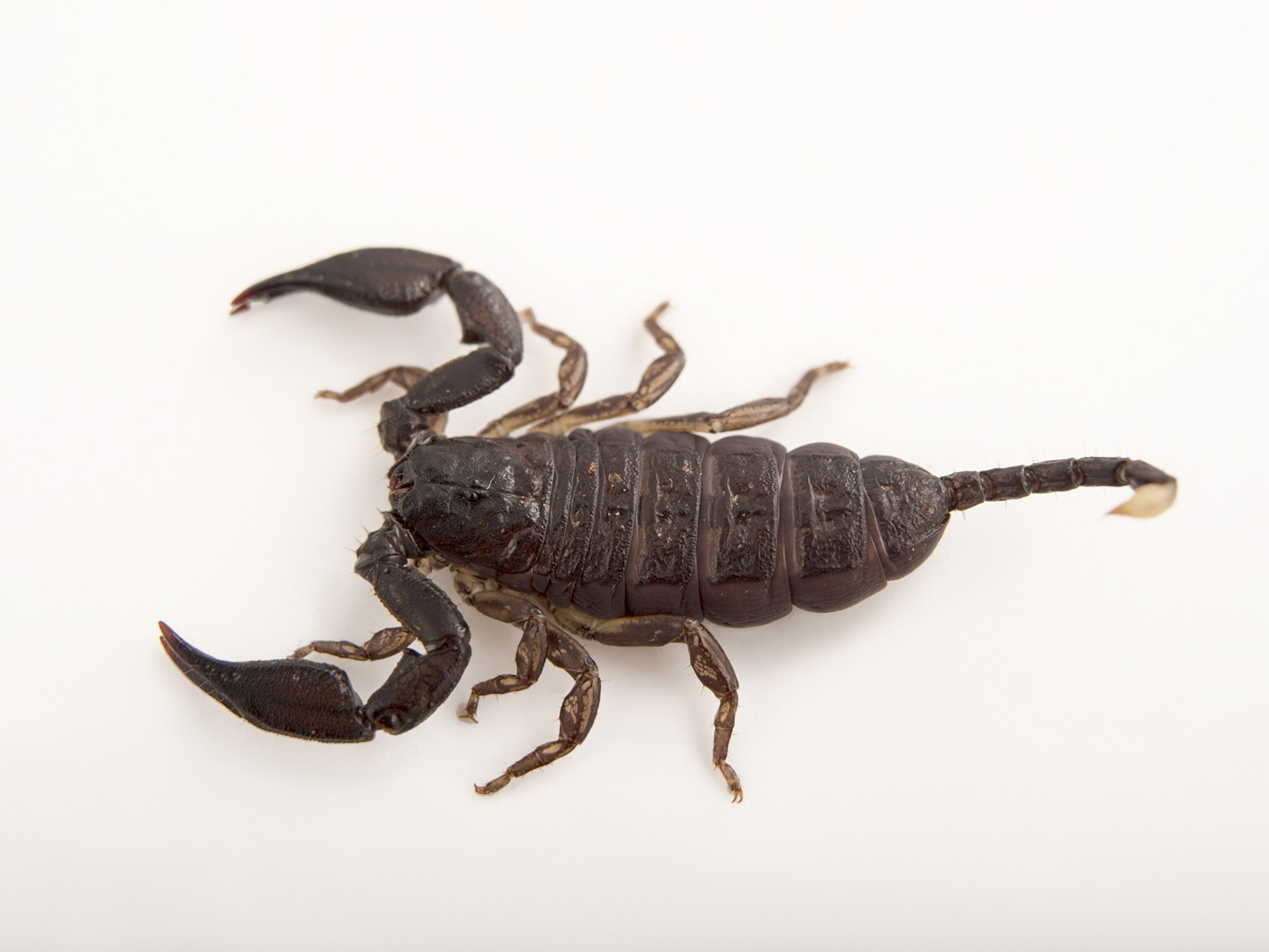 Scorpion 2024 exotic animals