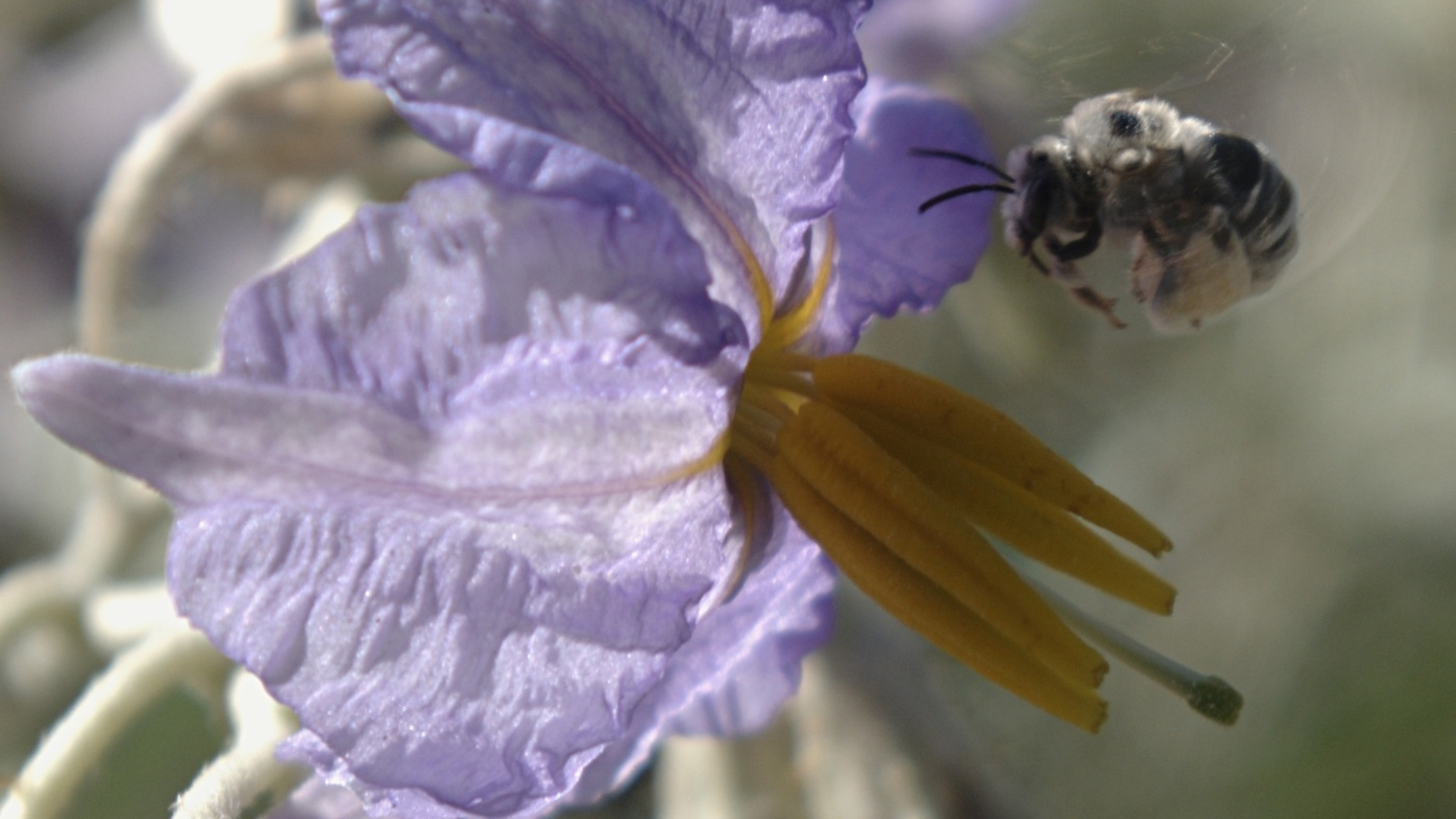 nightshade-bee-crop_16x9.jpg?w